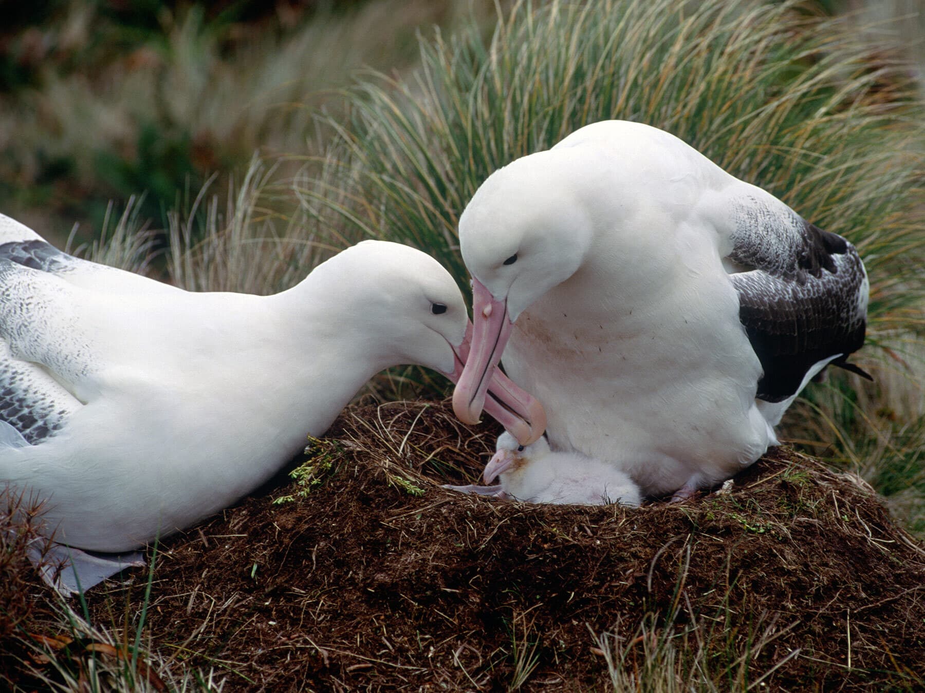 Royal albatross with chick