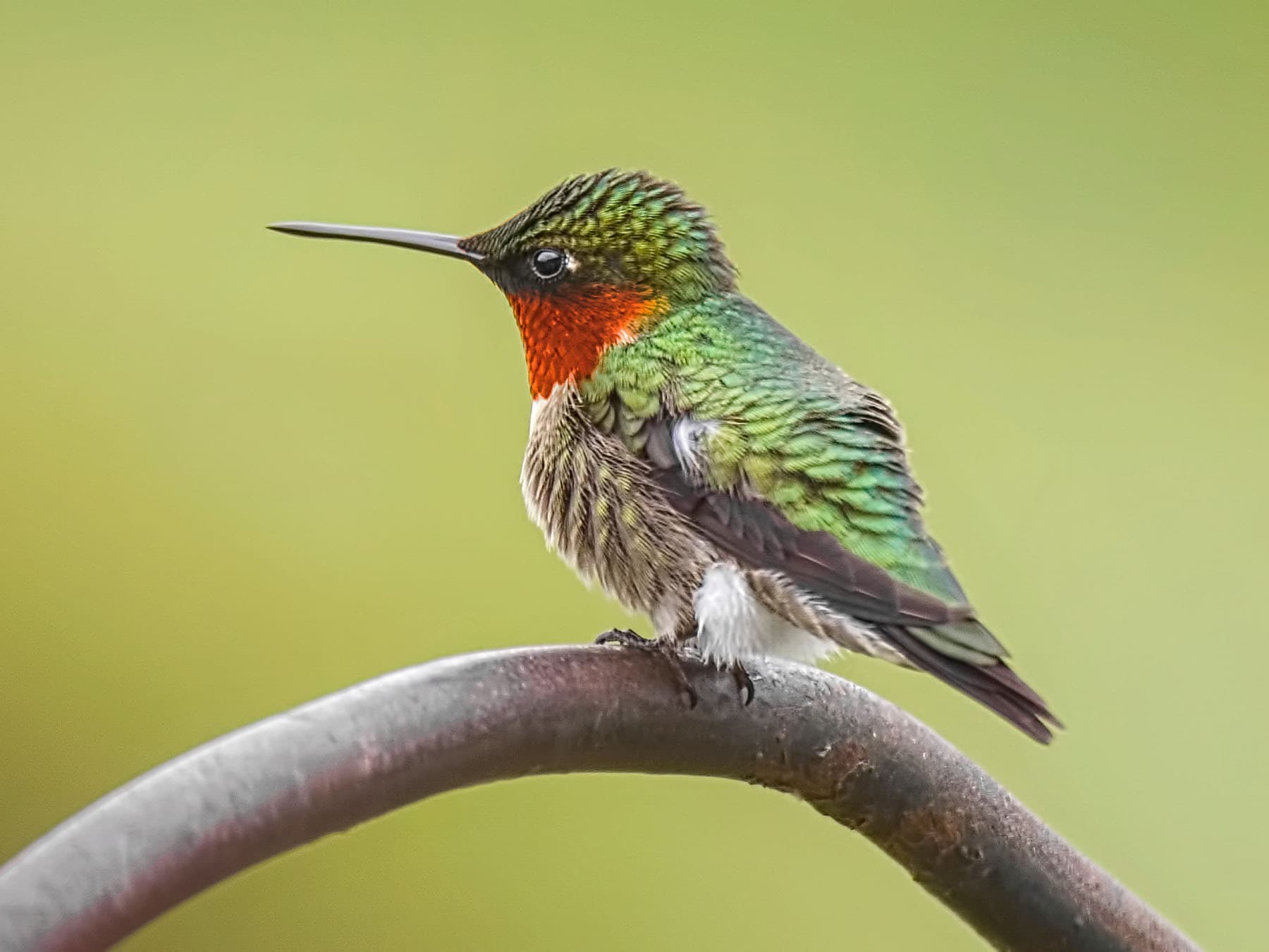 Ruby-throated Hummingbird perching on a branch