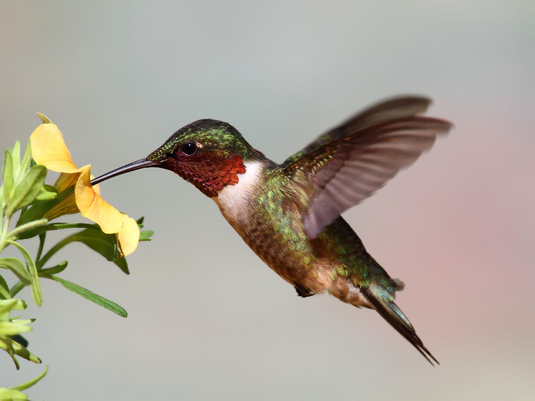 Hummingbirds