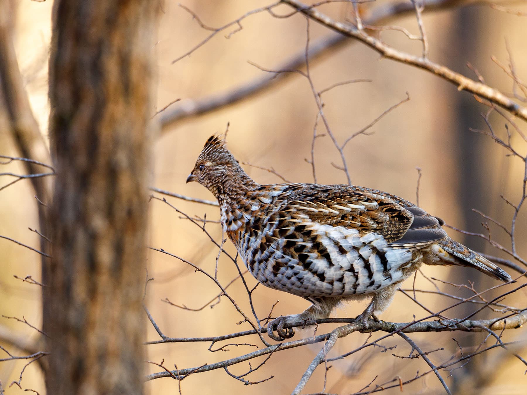 Ruffed Grouse perching in a tree