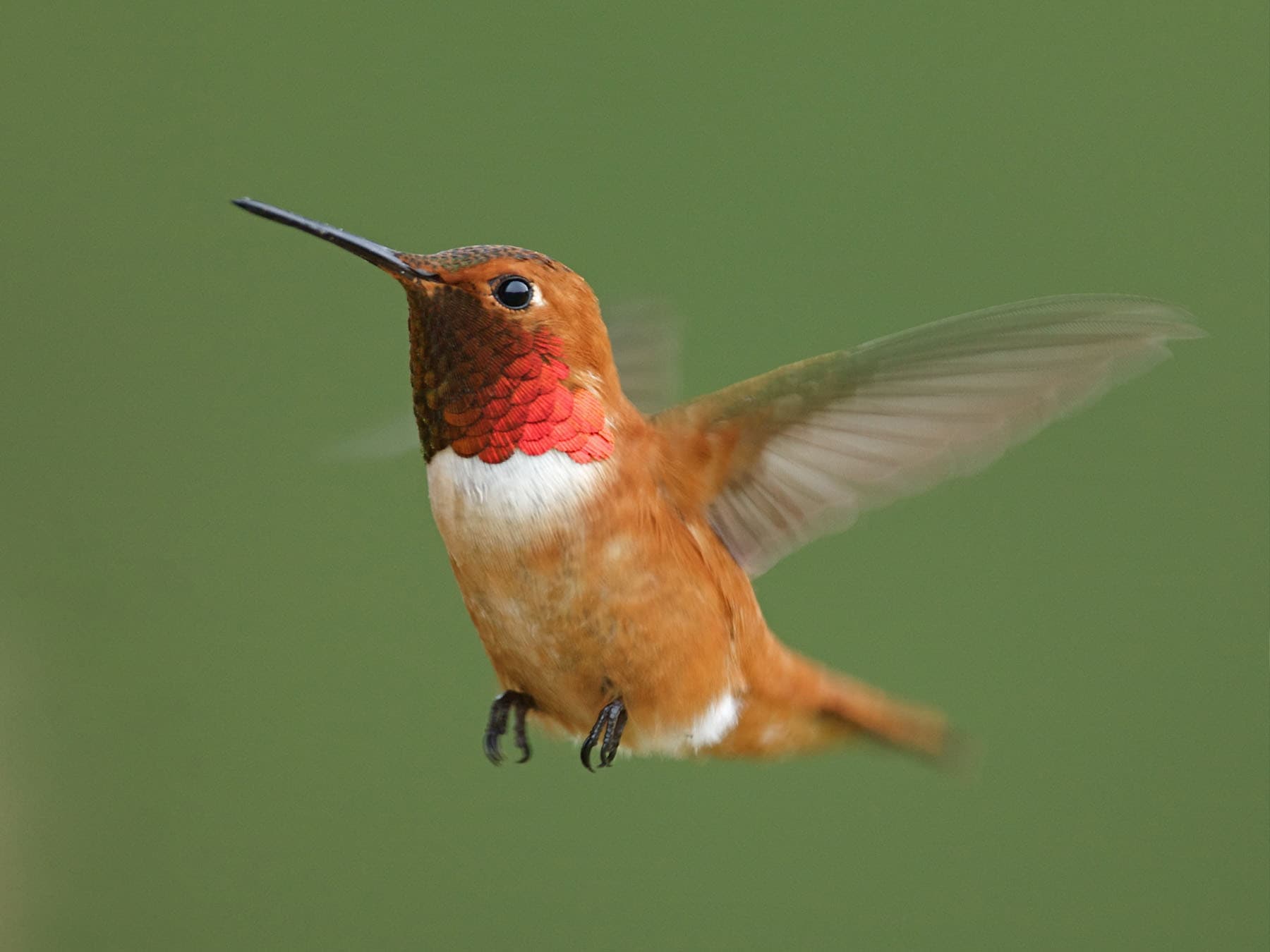 Rufous hummingbird flight