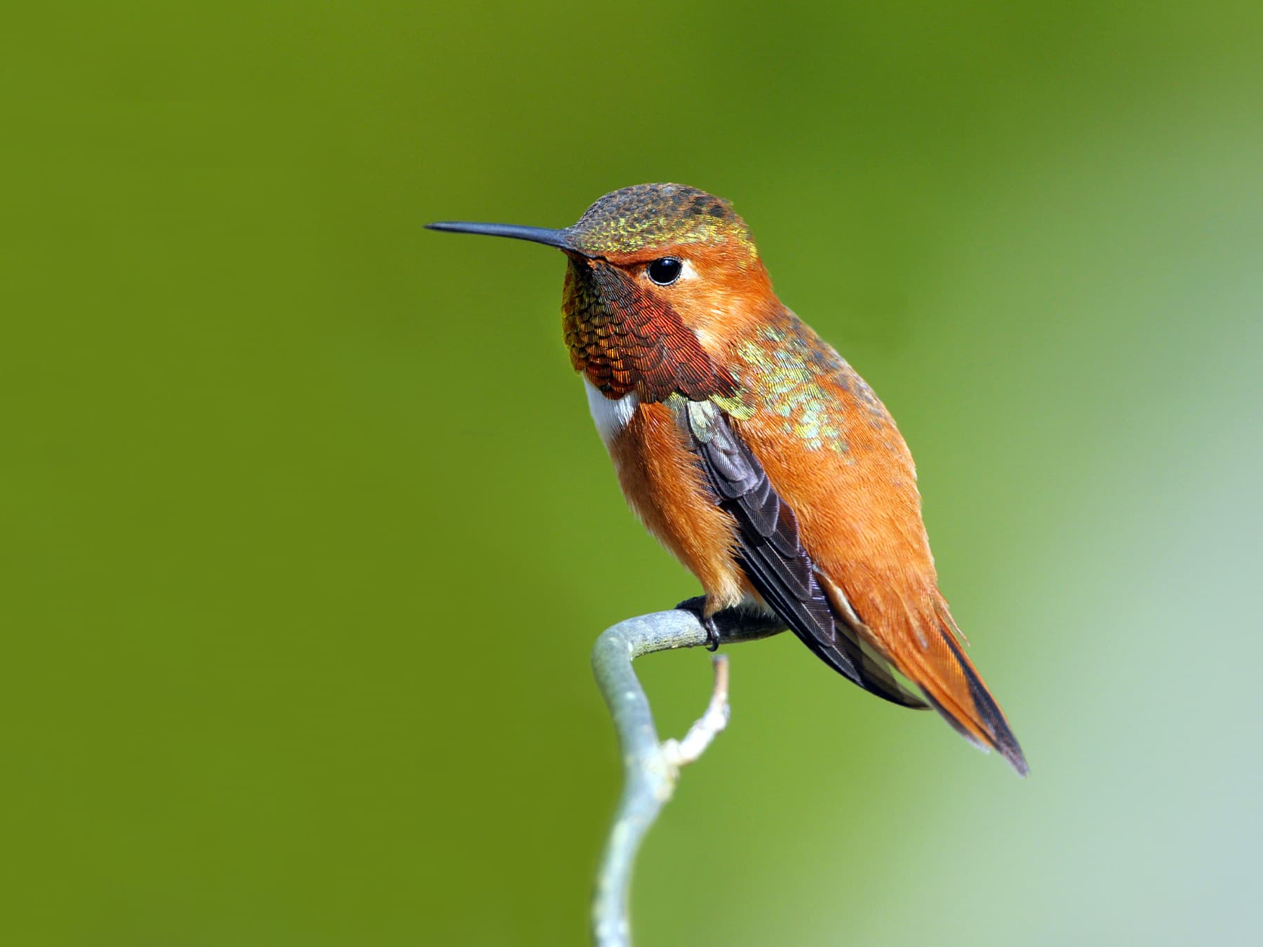 Rufous hummingbird sitting on branch