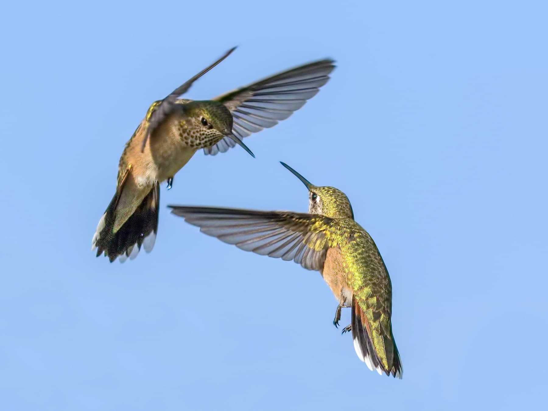 Rufous hummingbirds battling over food source