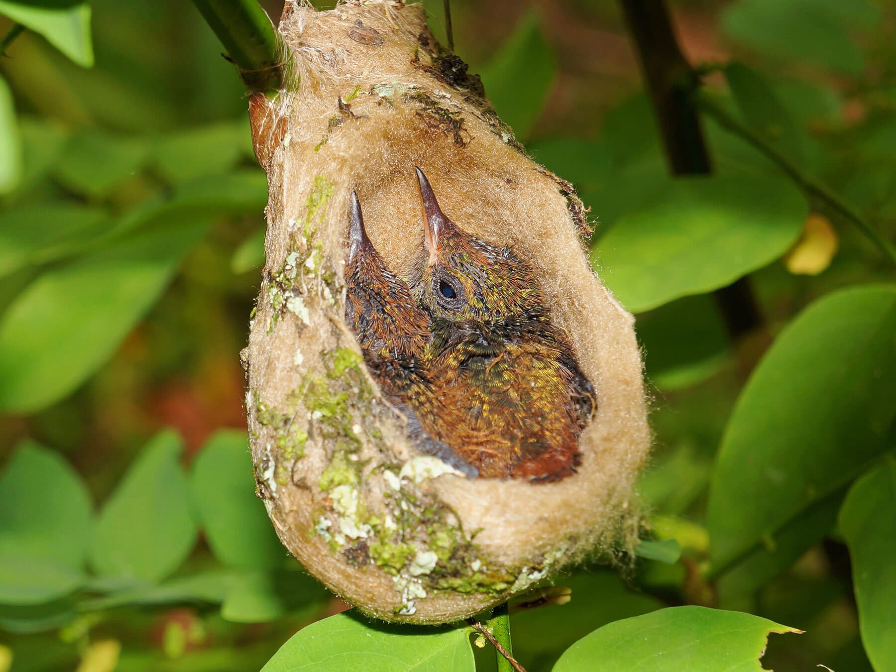 Rufous tailed hummingbirds in nest
