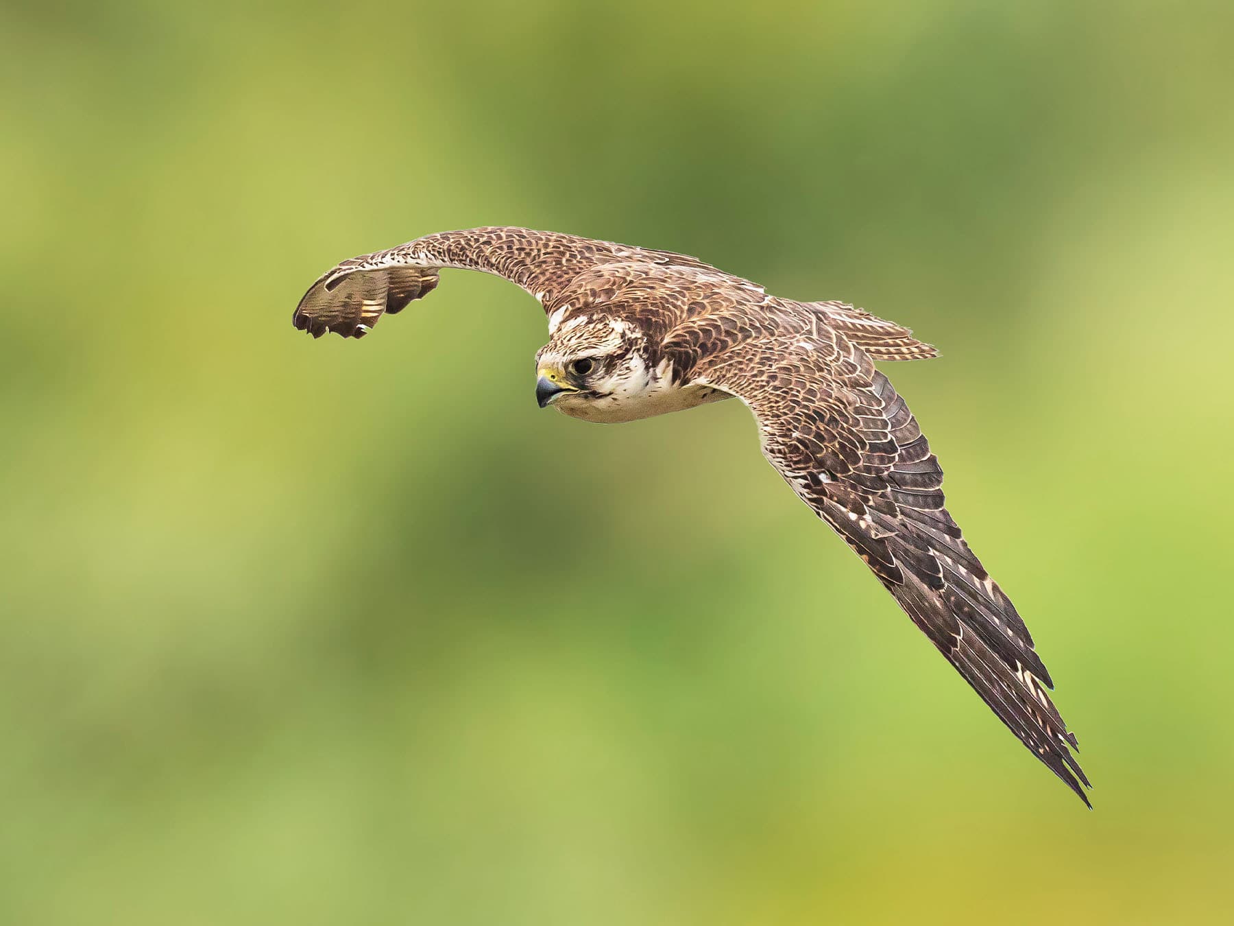 Saker Falcon in-flight