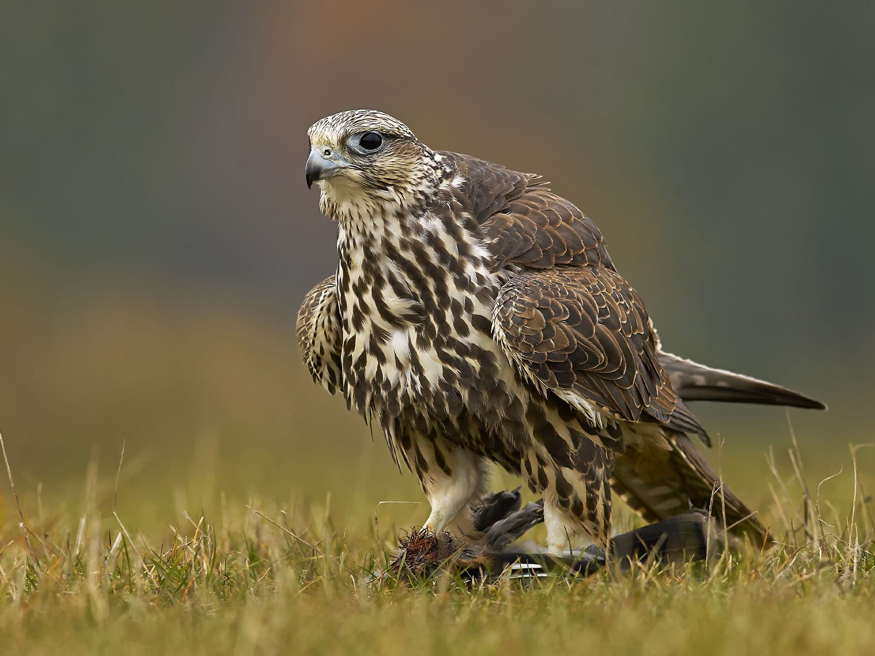 Saker Falcon