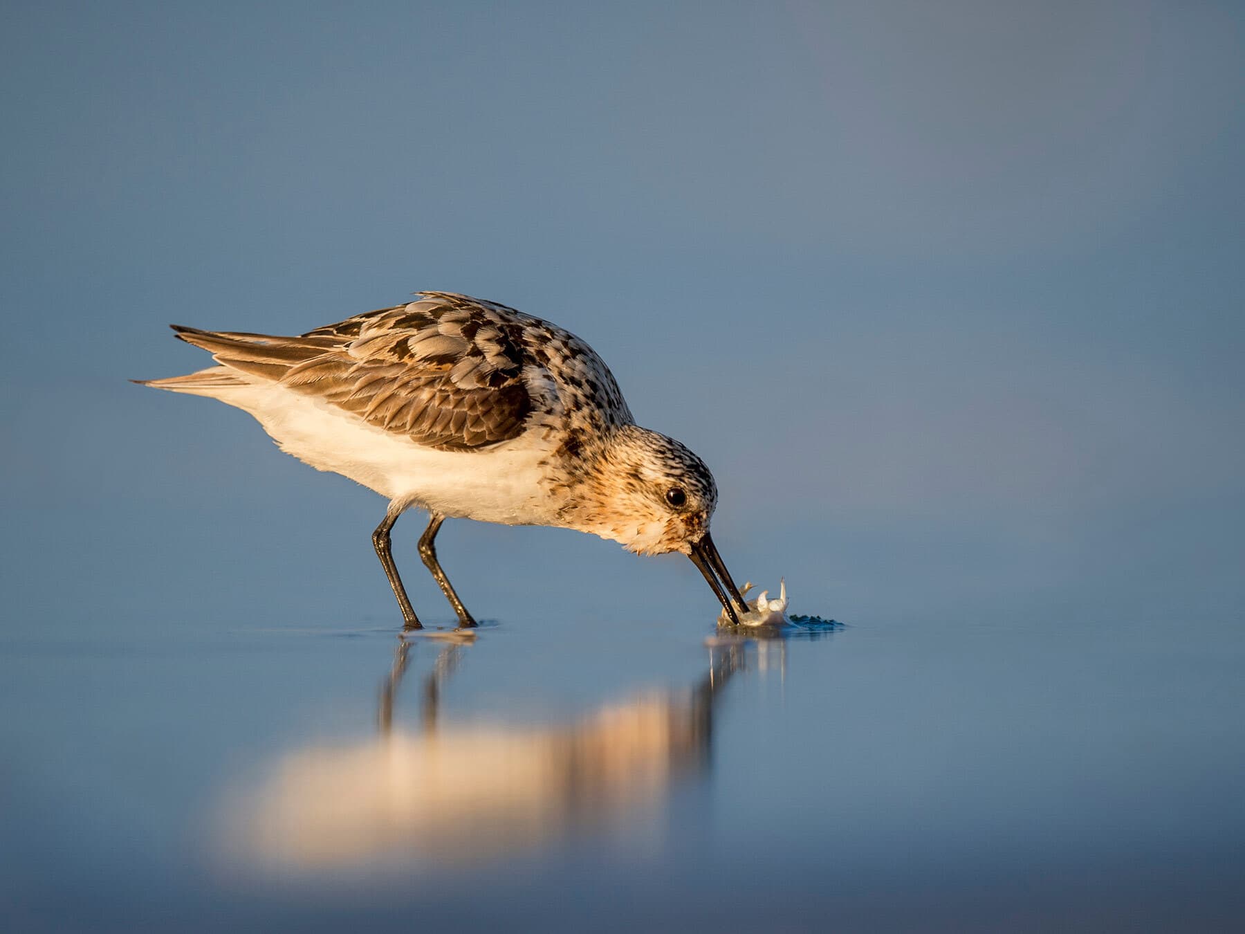 Sanderling eating crab