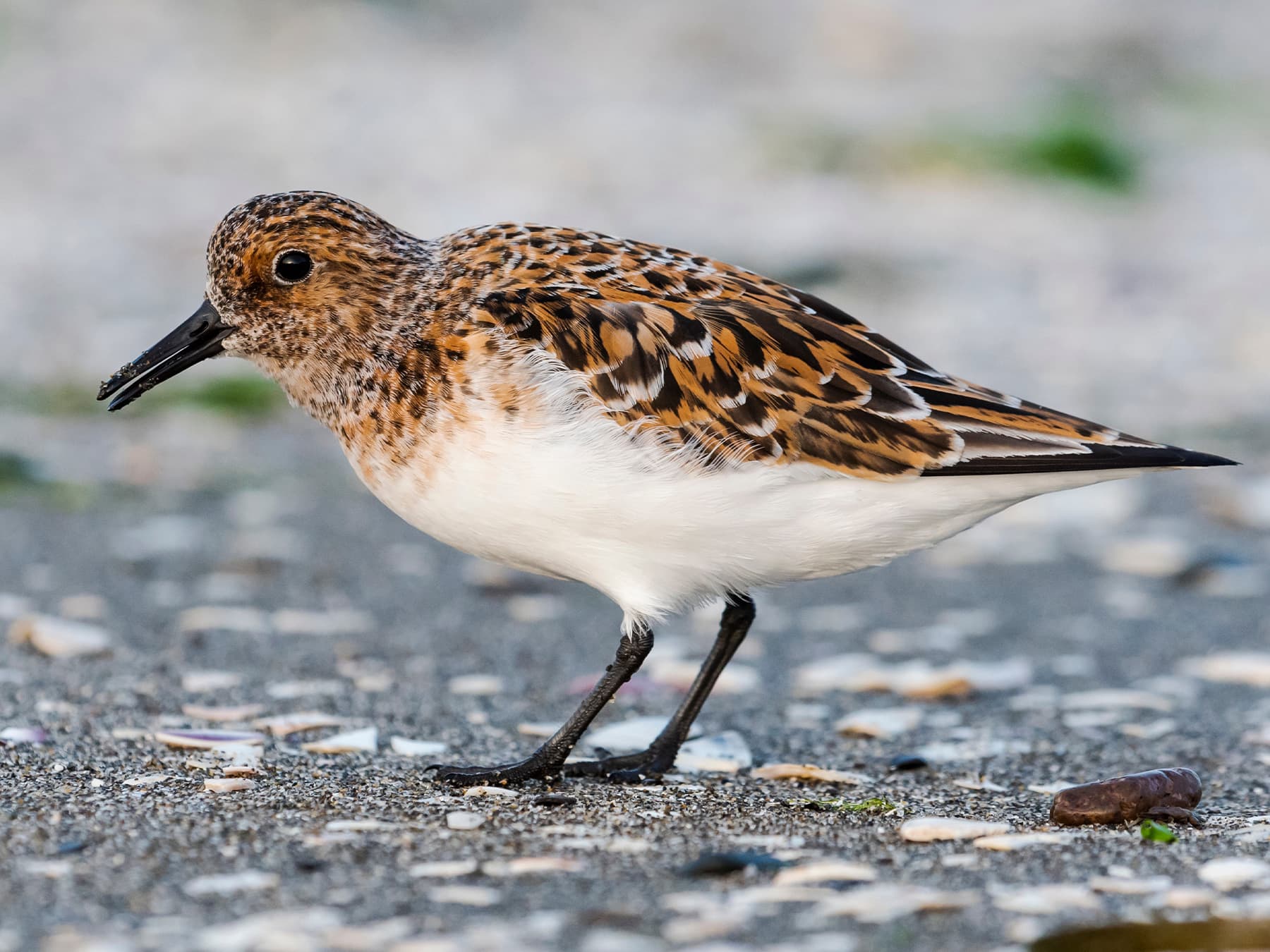 Sanderling in summer plumage