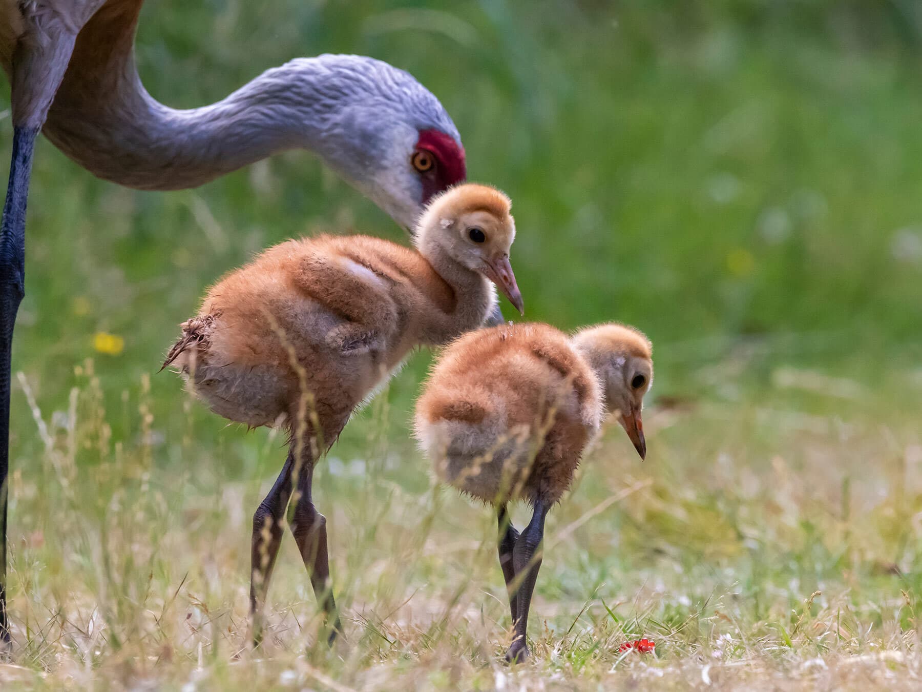 Sandhill crane chicks