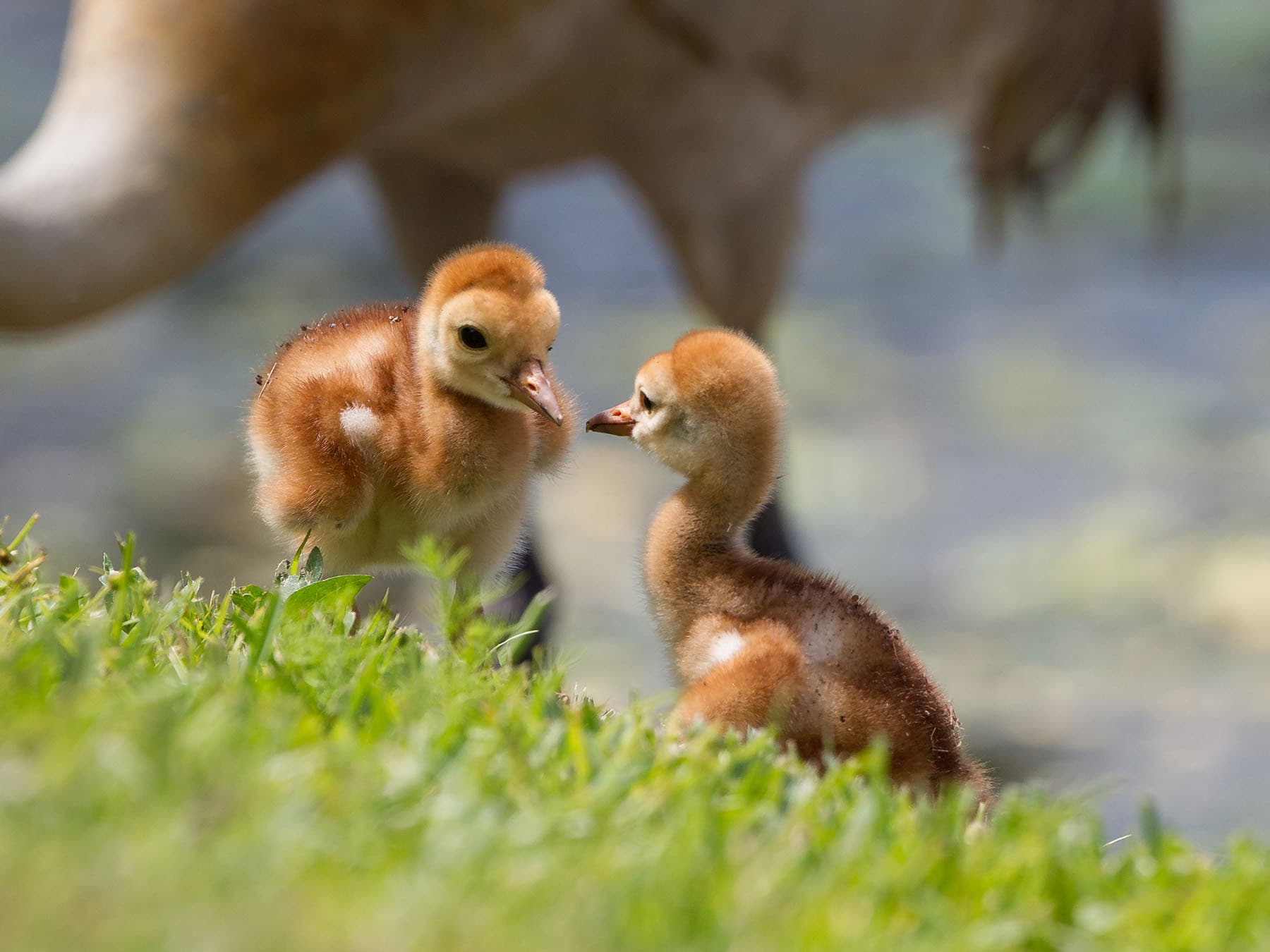 Sandhill crane chicks