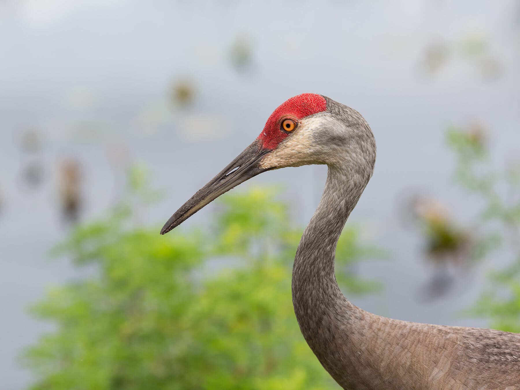 Sandhill crane close up