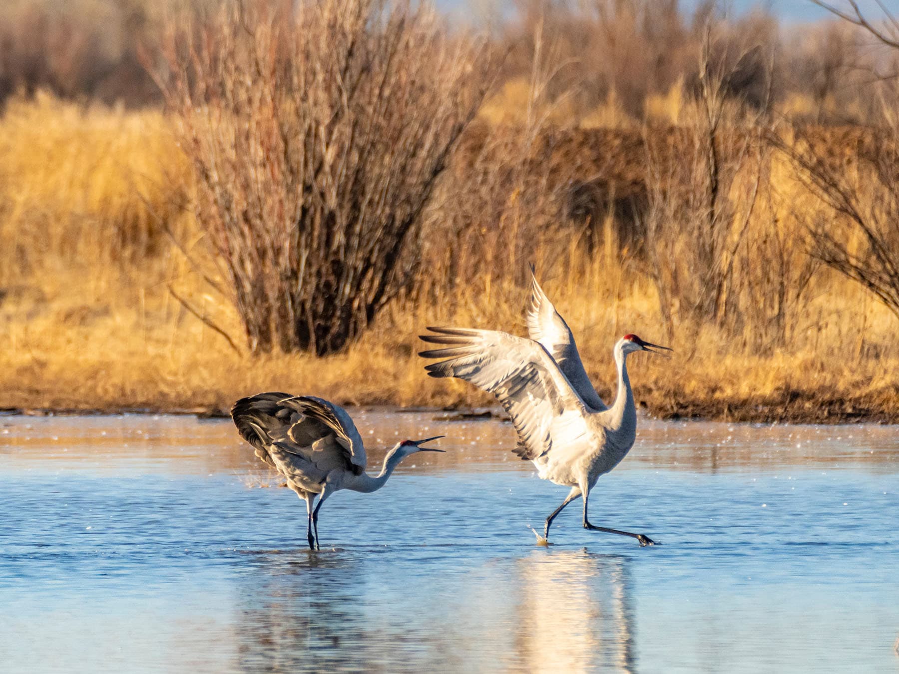 Sandhill Cranes during the courtship dancing