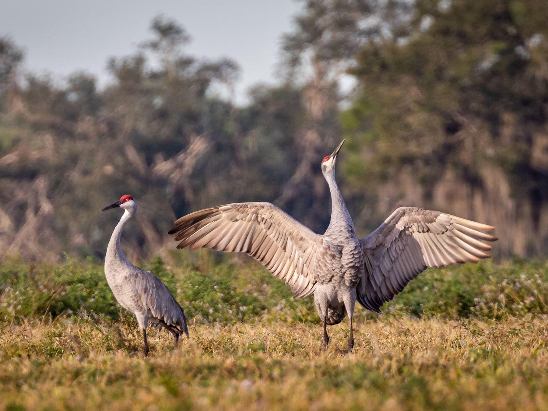 Sandhill crane courtship