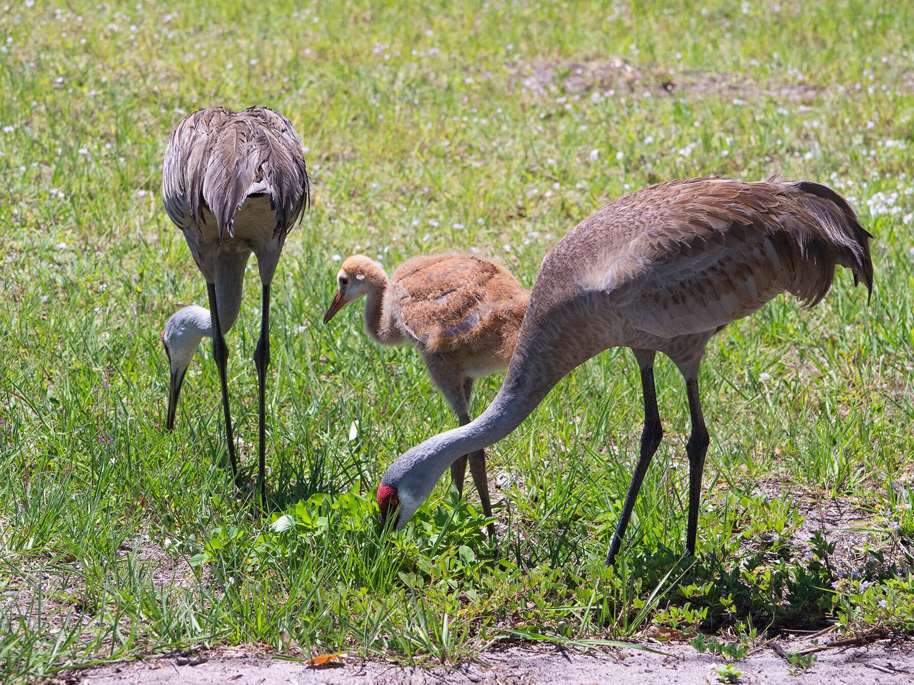 Sandhill crane family feeding