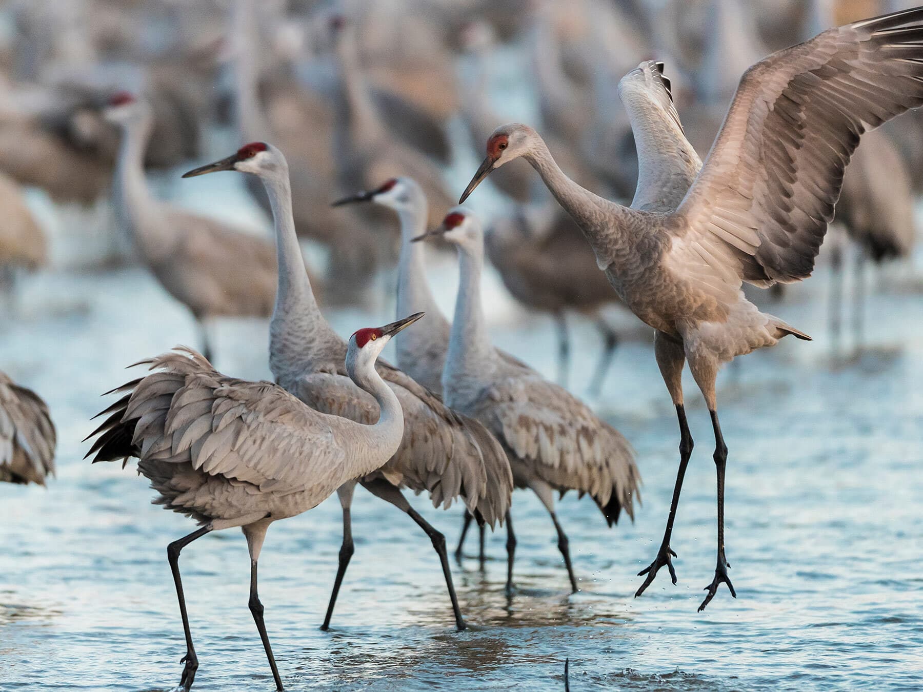 Sandhill crane flock