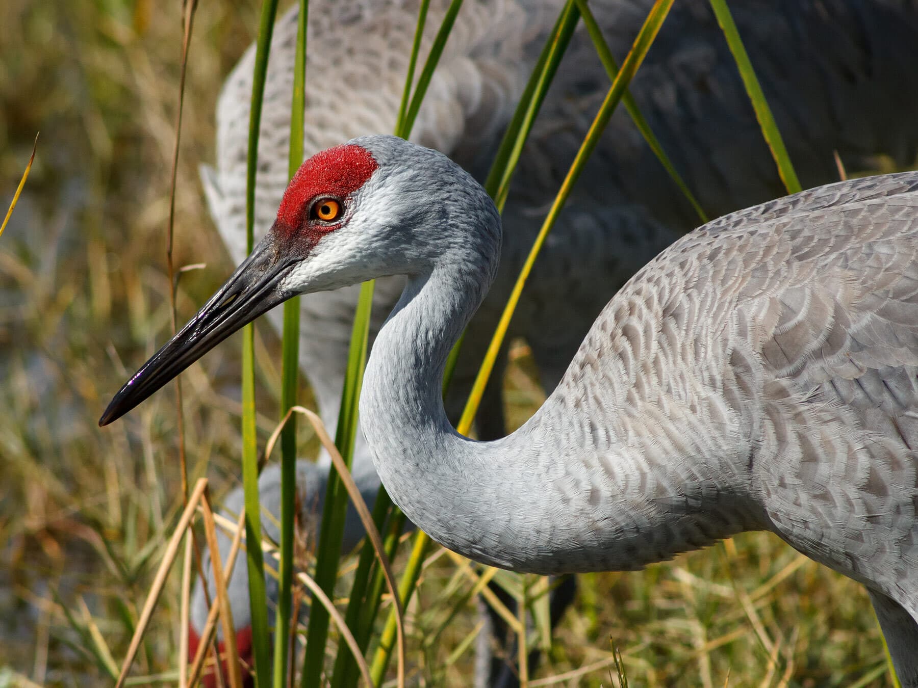 Sandhill crane foraging