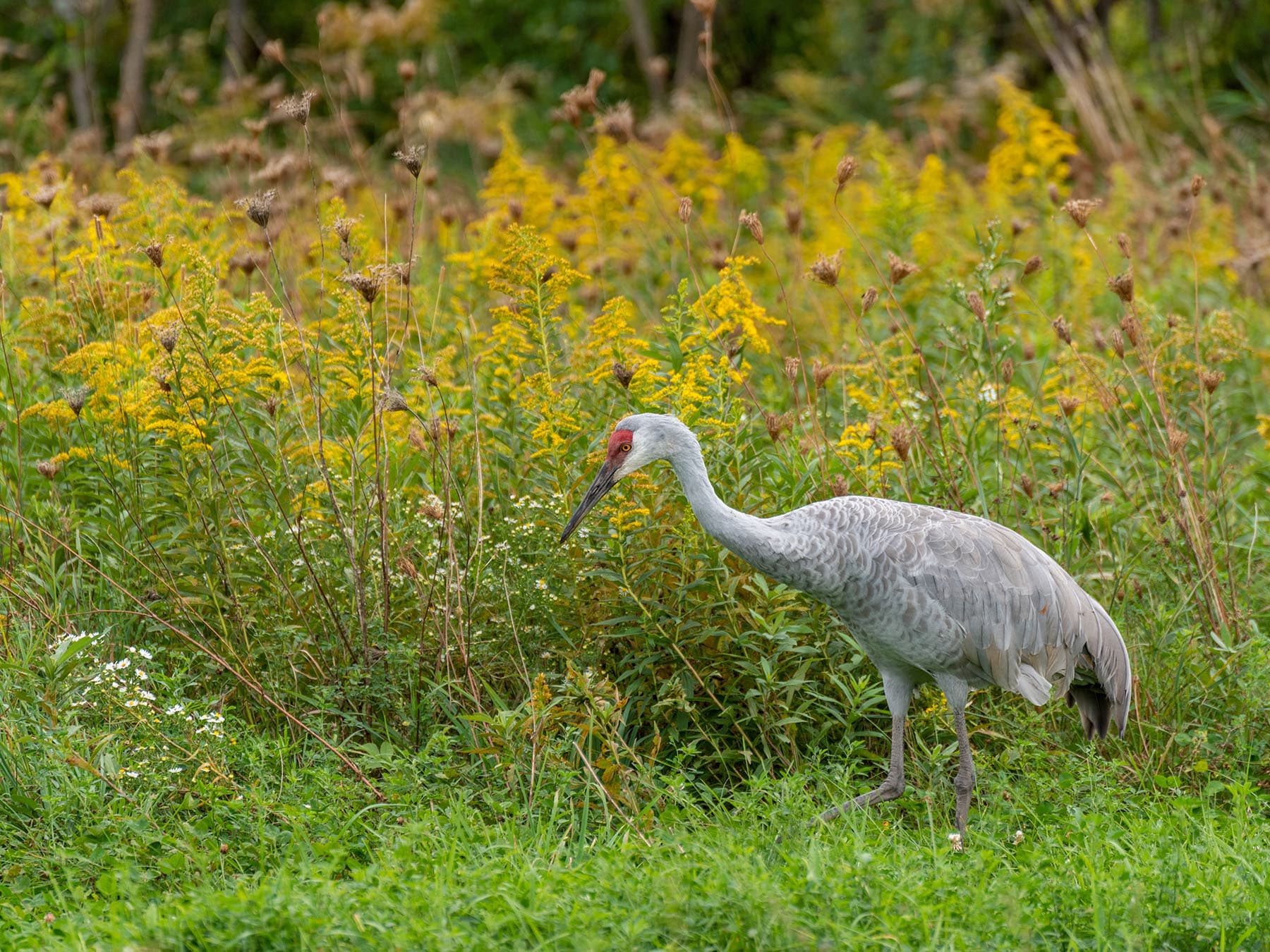 Sandhill Cranes foraging mostly in low vegetation