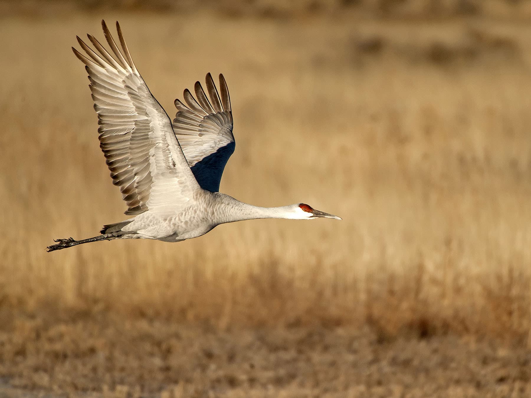Sandhill crane in flight