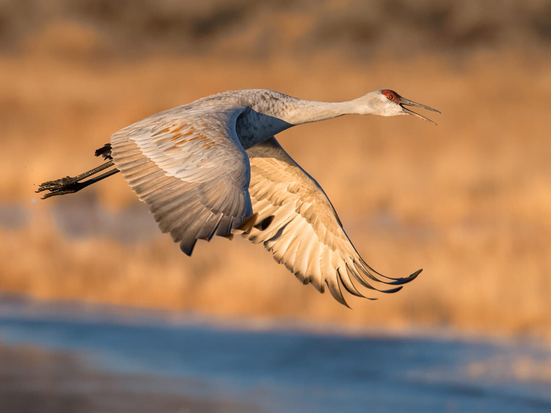 Sandhill crane lifespan