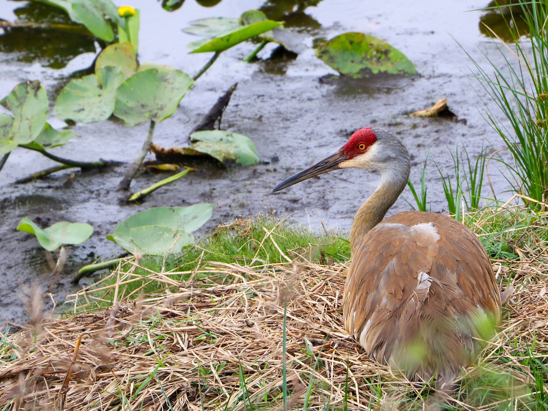 Sandhill crane nest 1