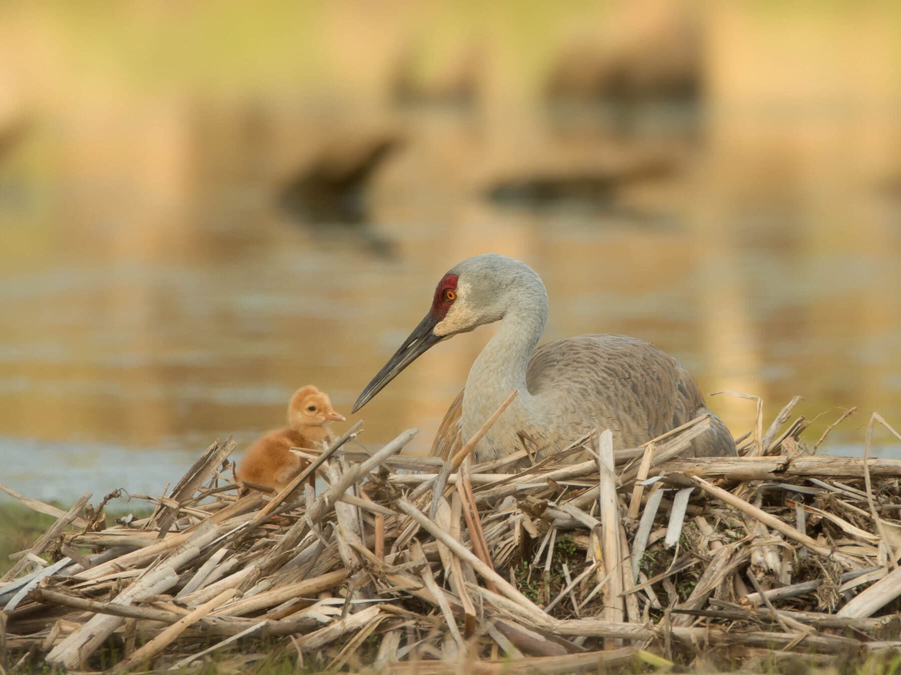 Sandhill crane nest
