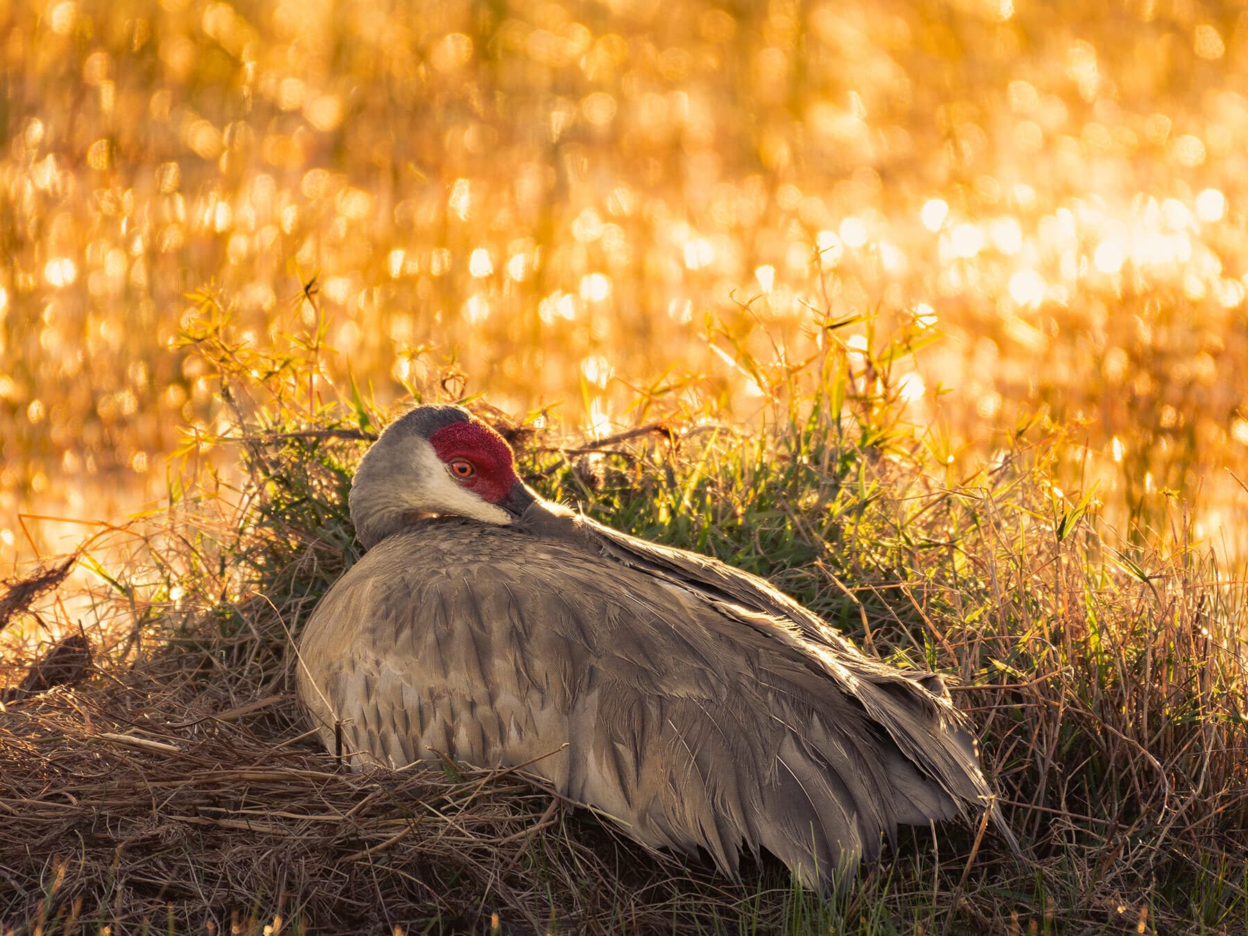Sandhill crane on nest sunset