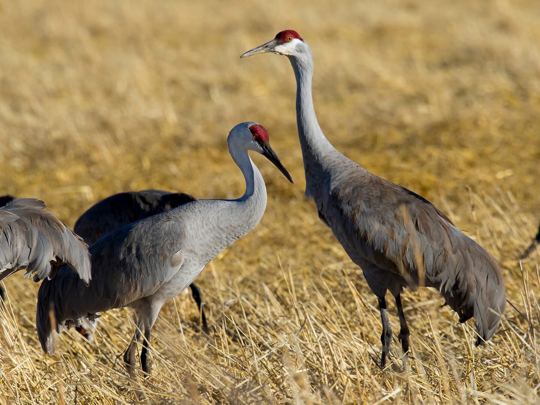 Sandhill crane winter migration