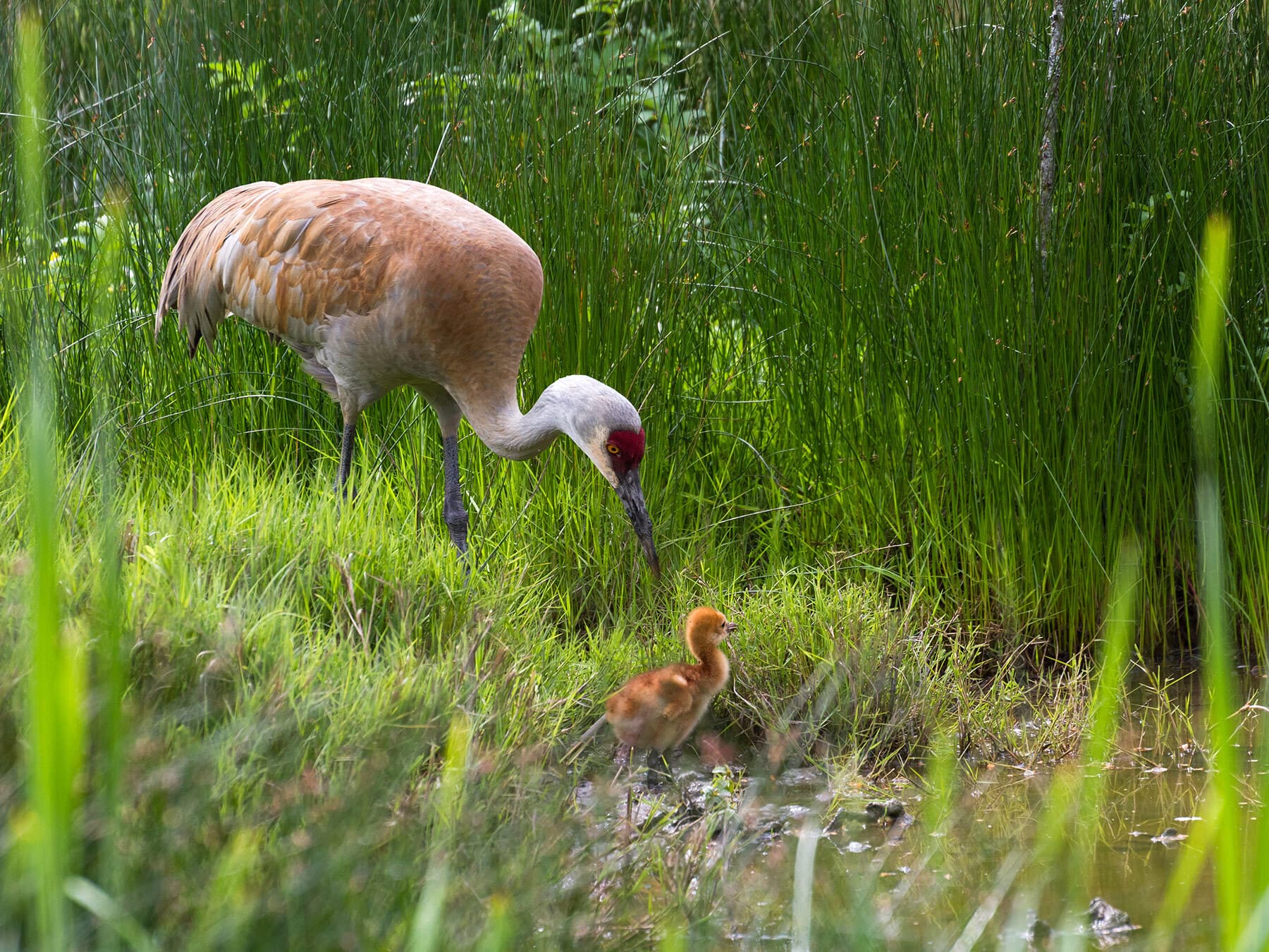 Sandhill crane with chick