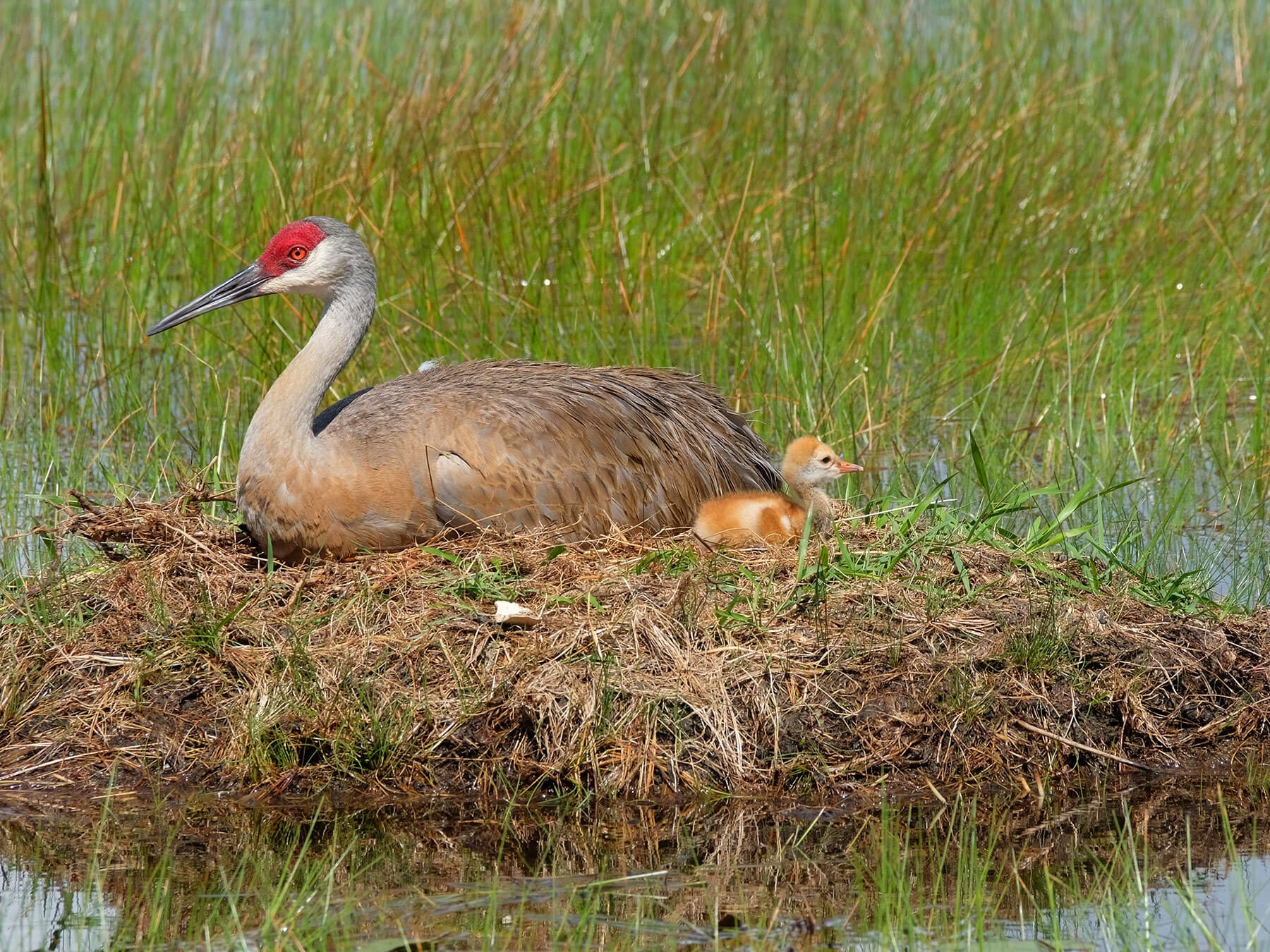 Sandhill crane with chick