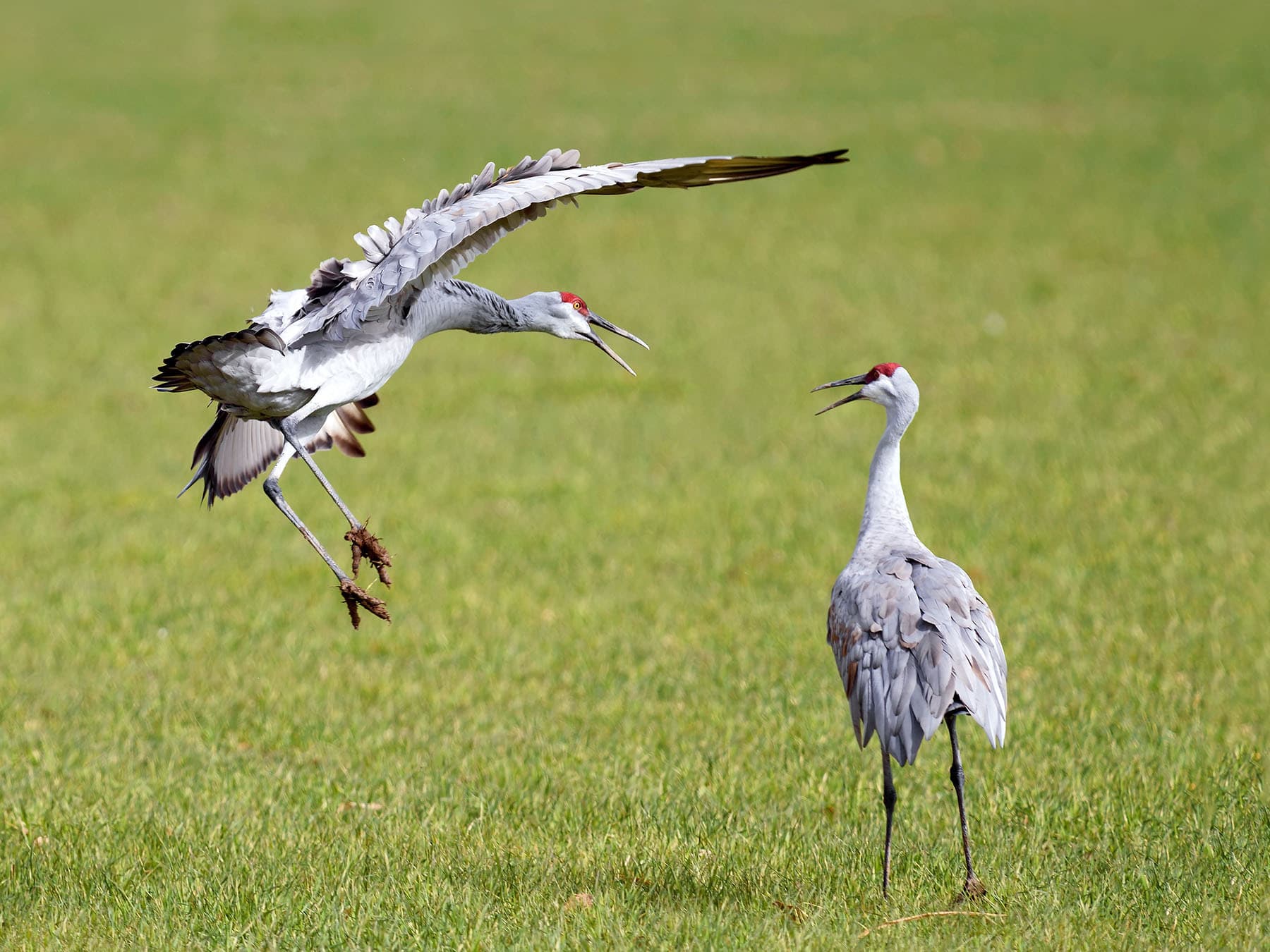 Sandhill cranes fighting