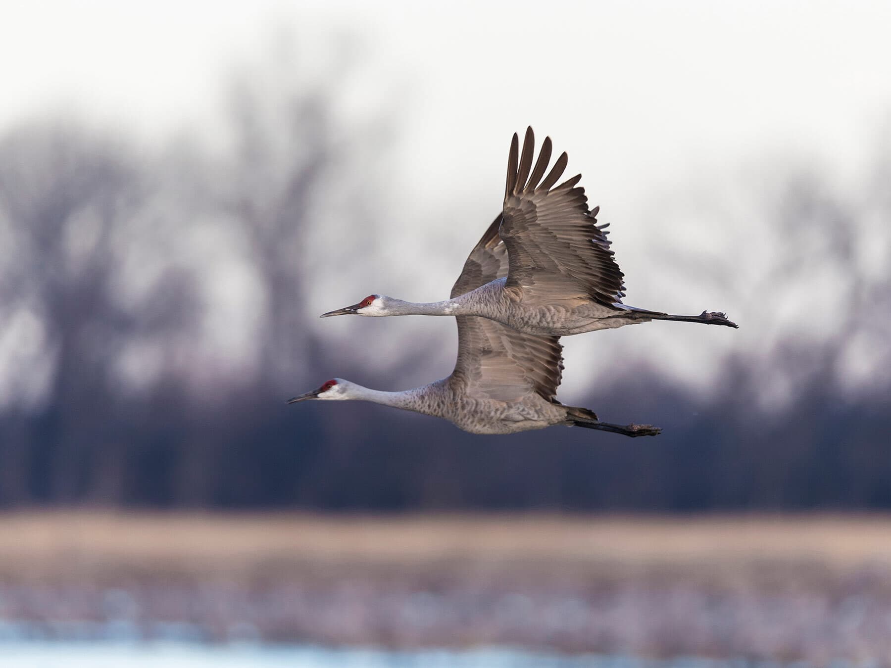 Sandhill cranes flying