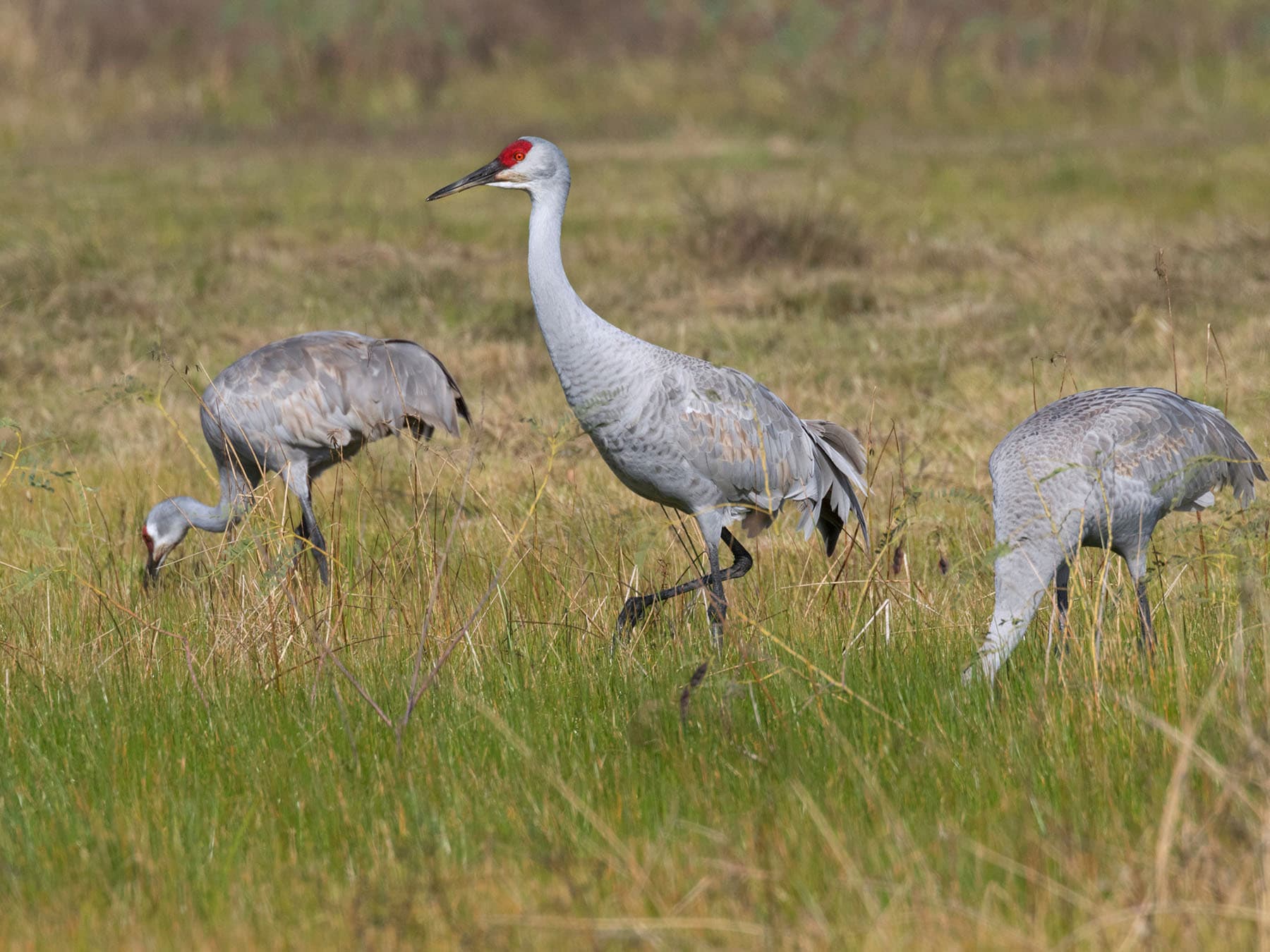 Sandhill cranes foraging