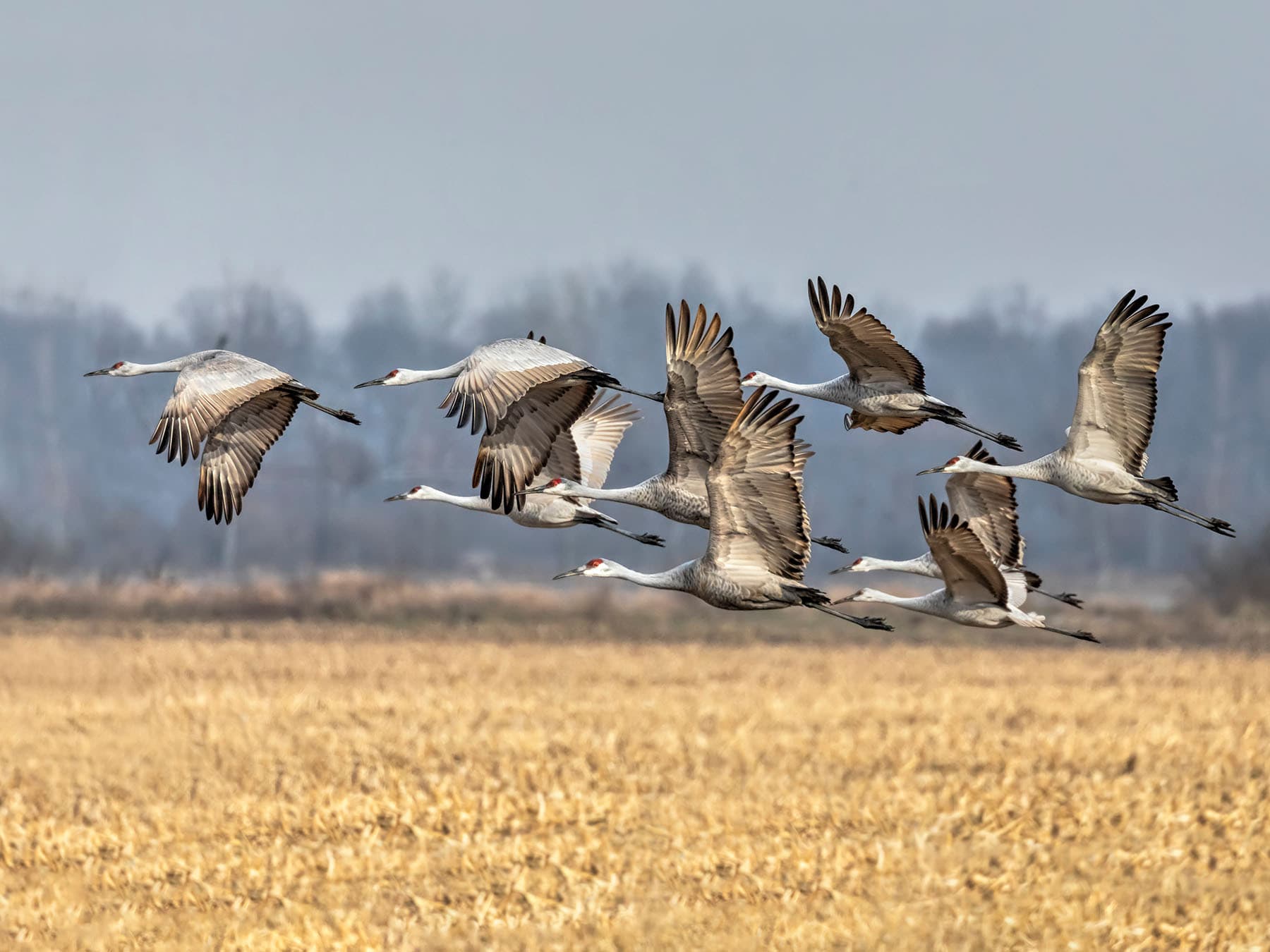 Sandhill cranes in flight over corn field