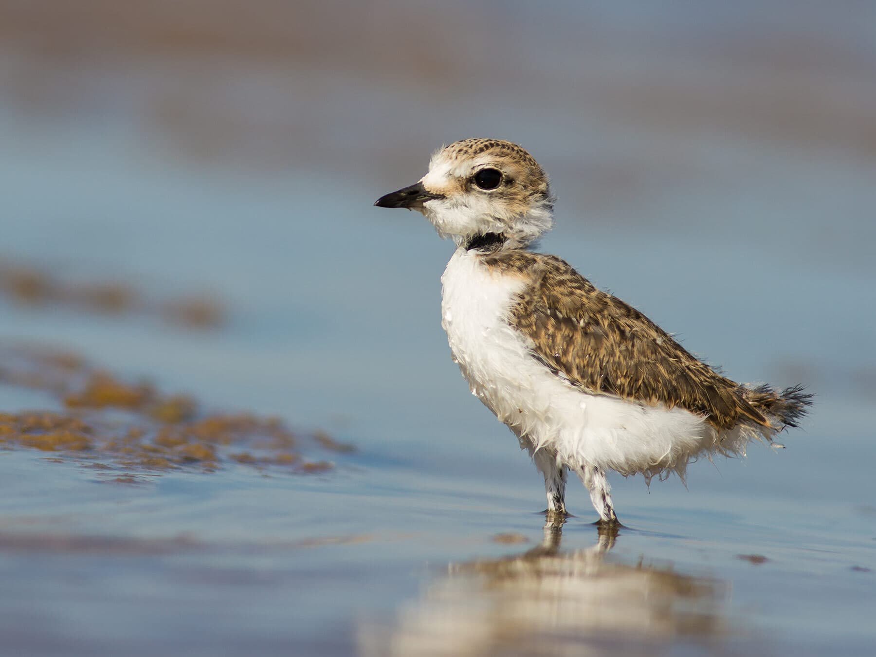 Sandpiper chick