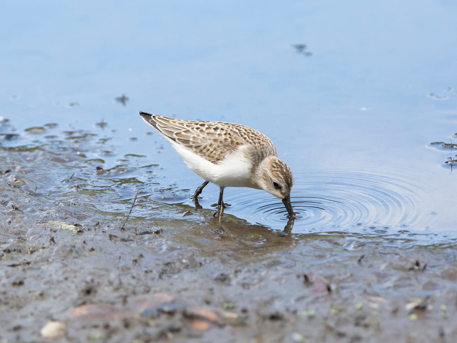 Sandpiper diet