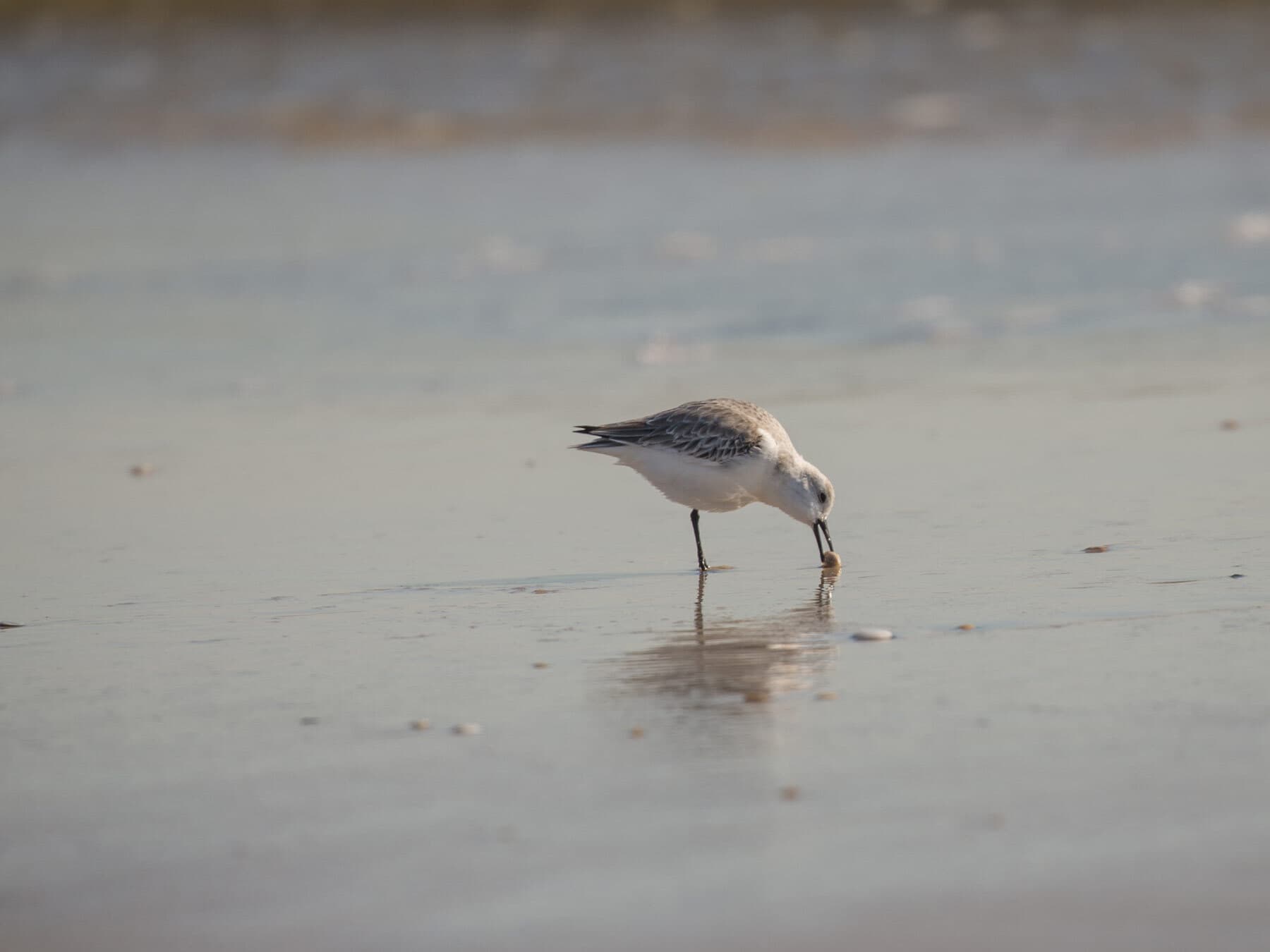 Sandpiper eating a clam