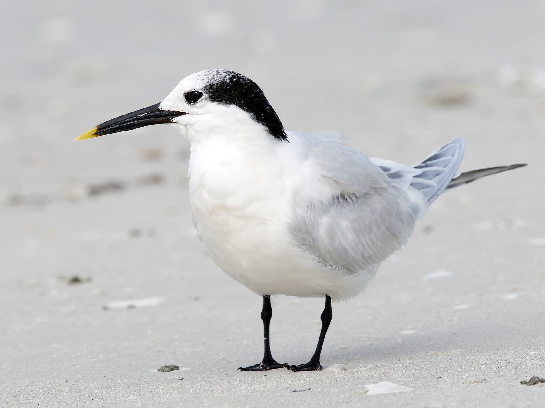 Sandwich Tern adult in winter plumage