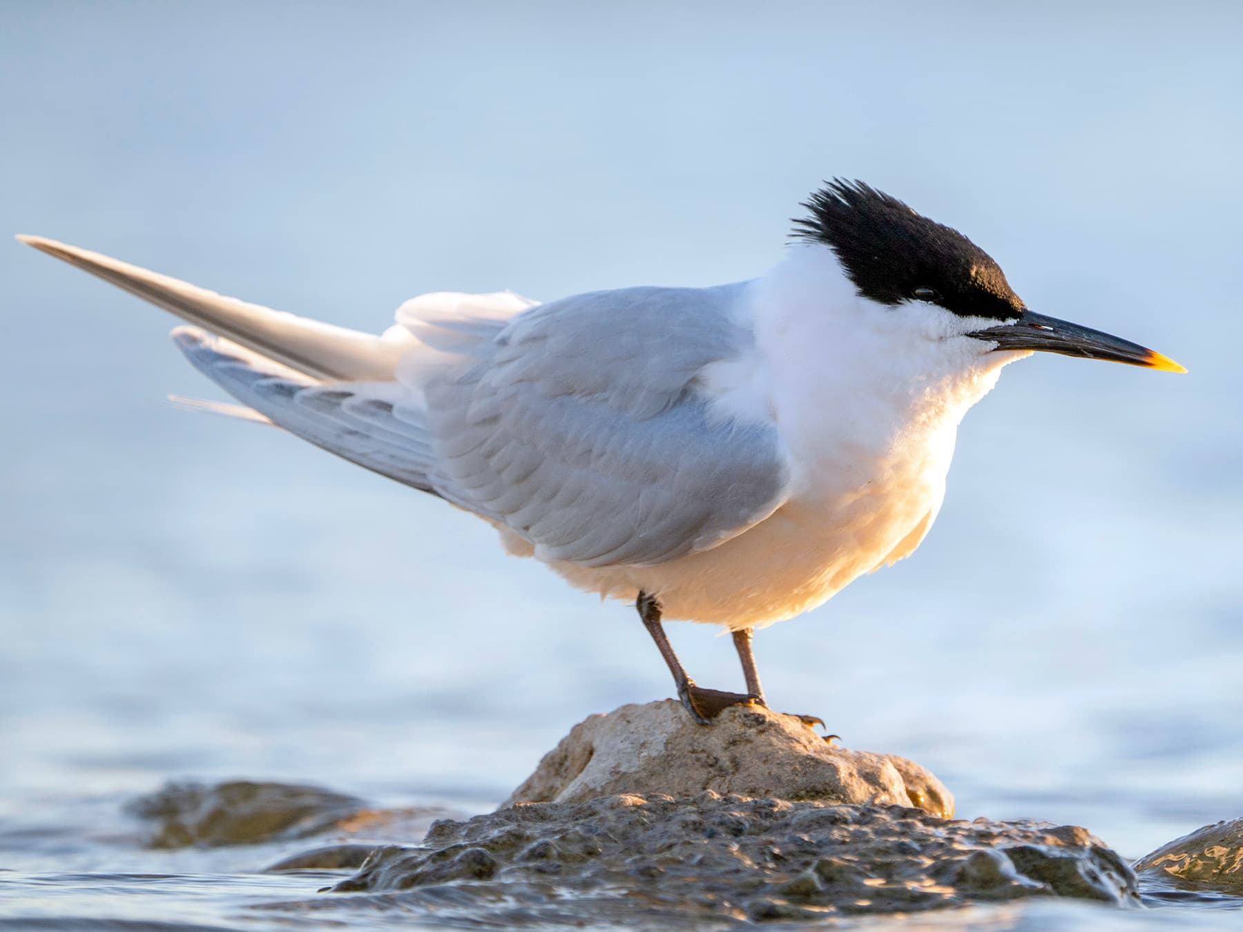 Sandwich Tern