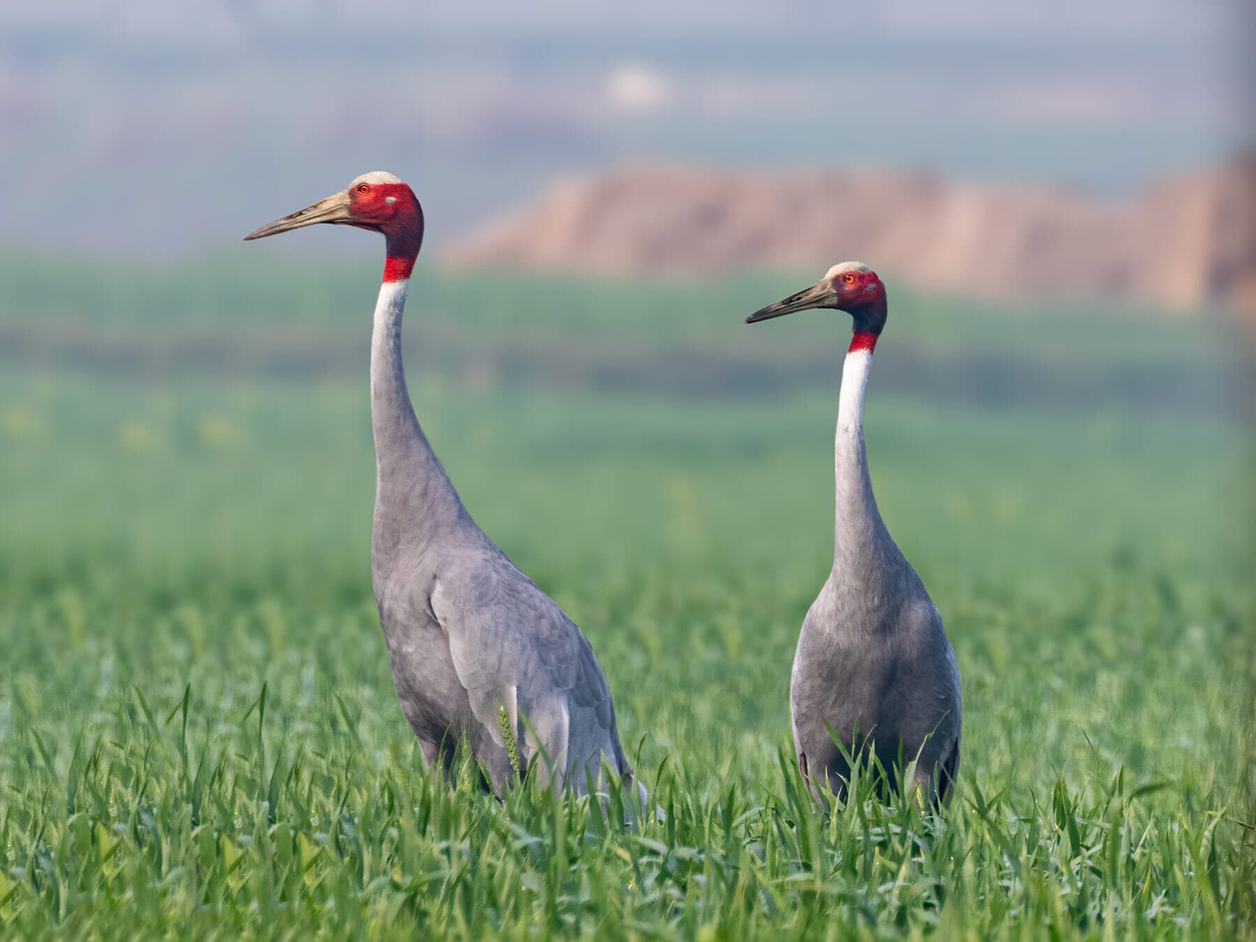 Sarus crane pair