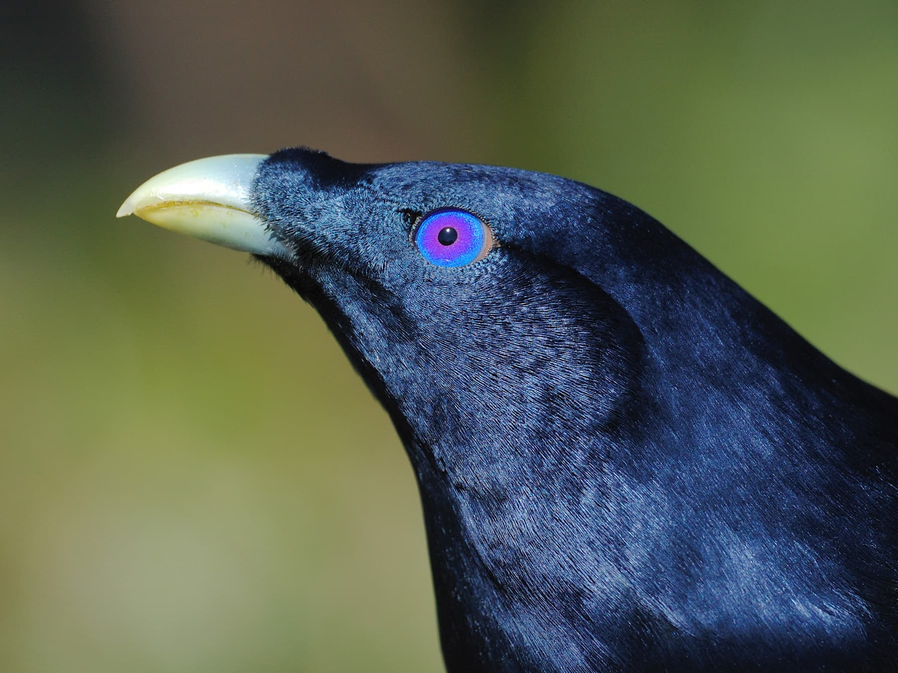 Satin bowerbird close
