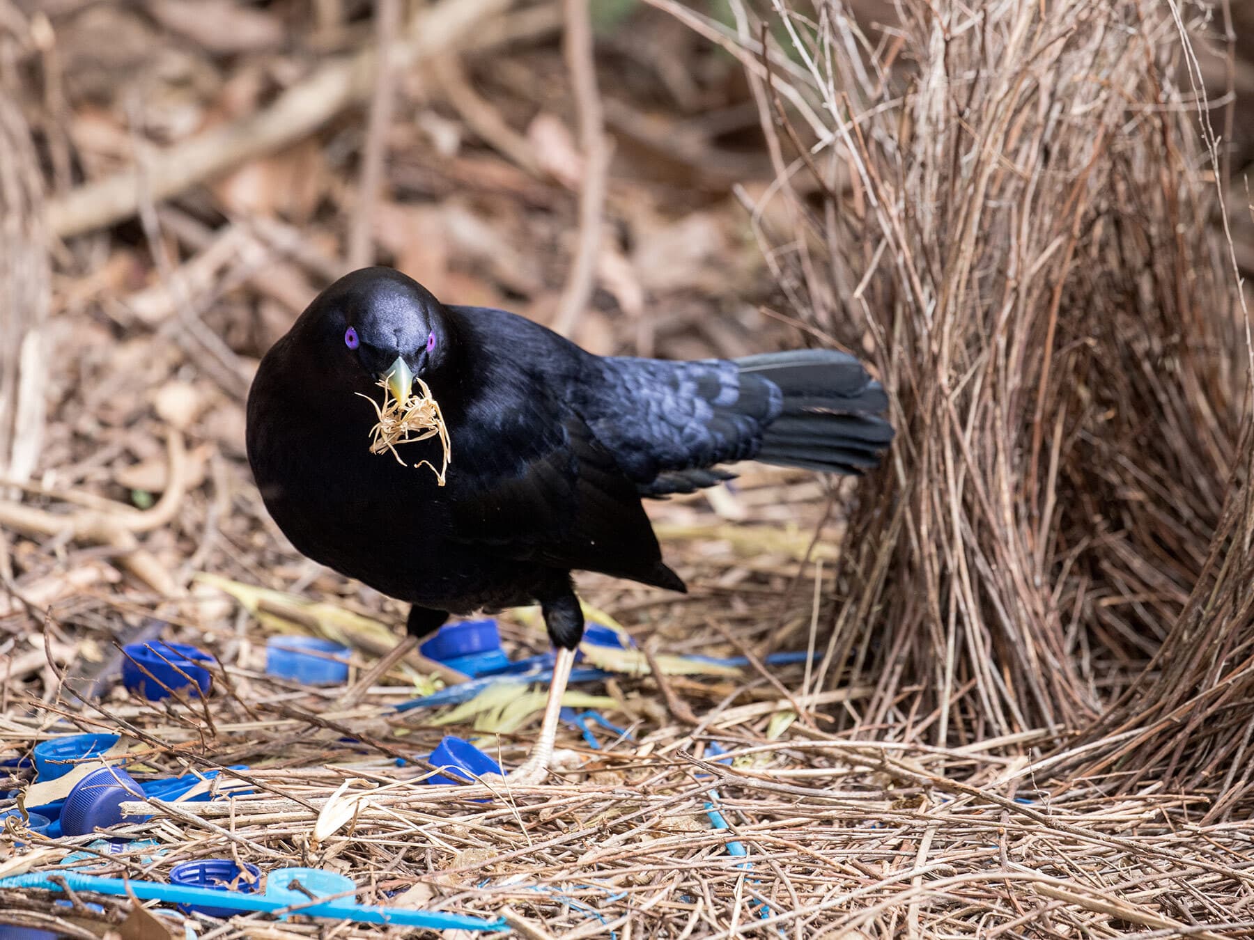 Satin bowerbird