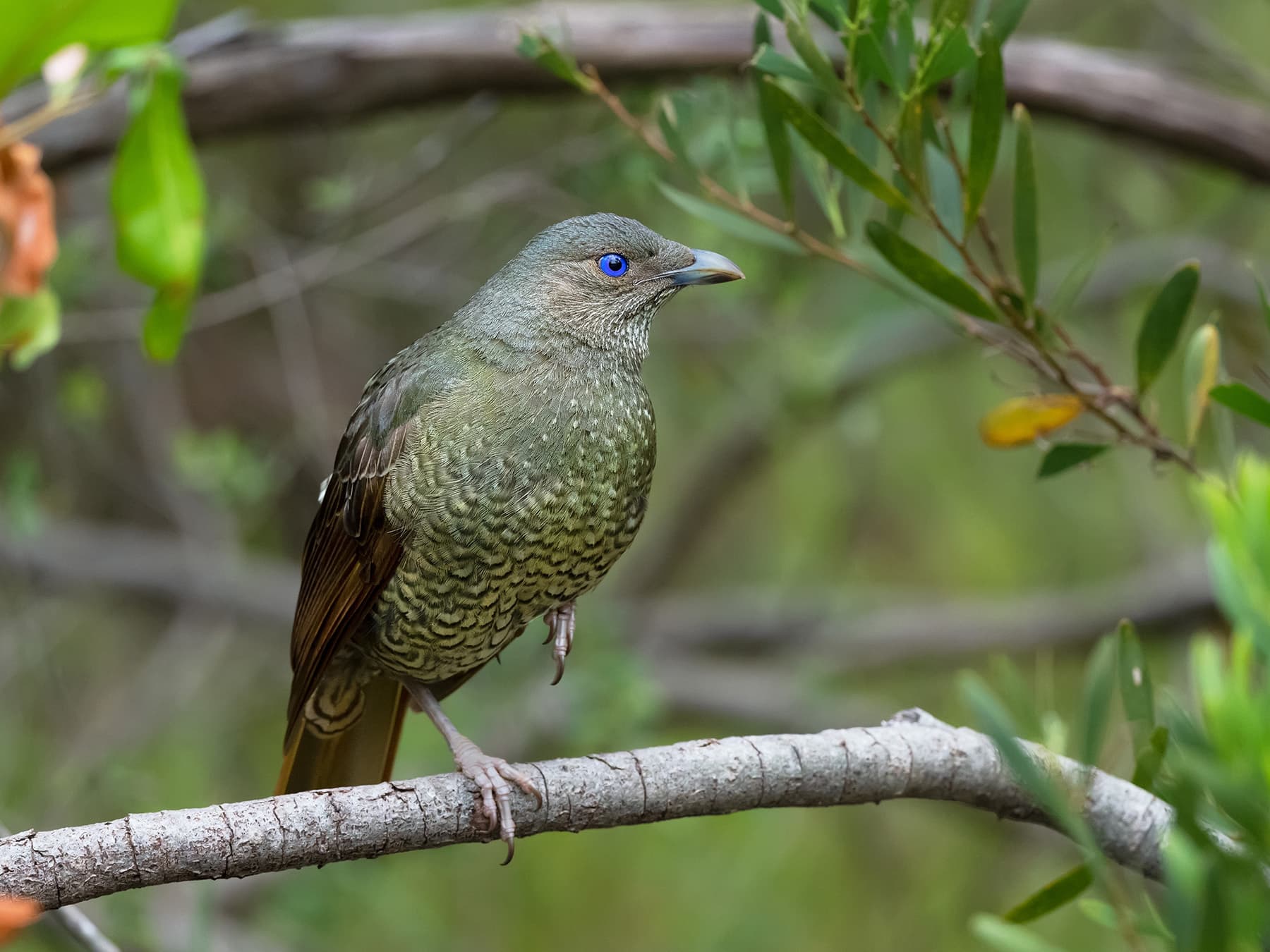 Satin bowerbird
