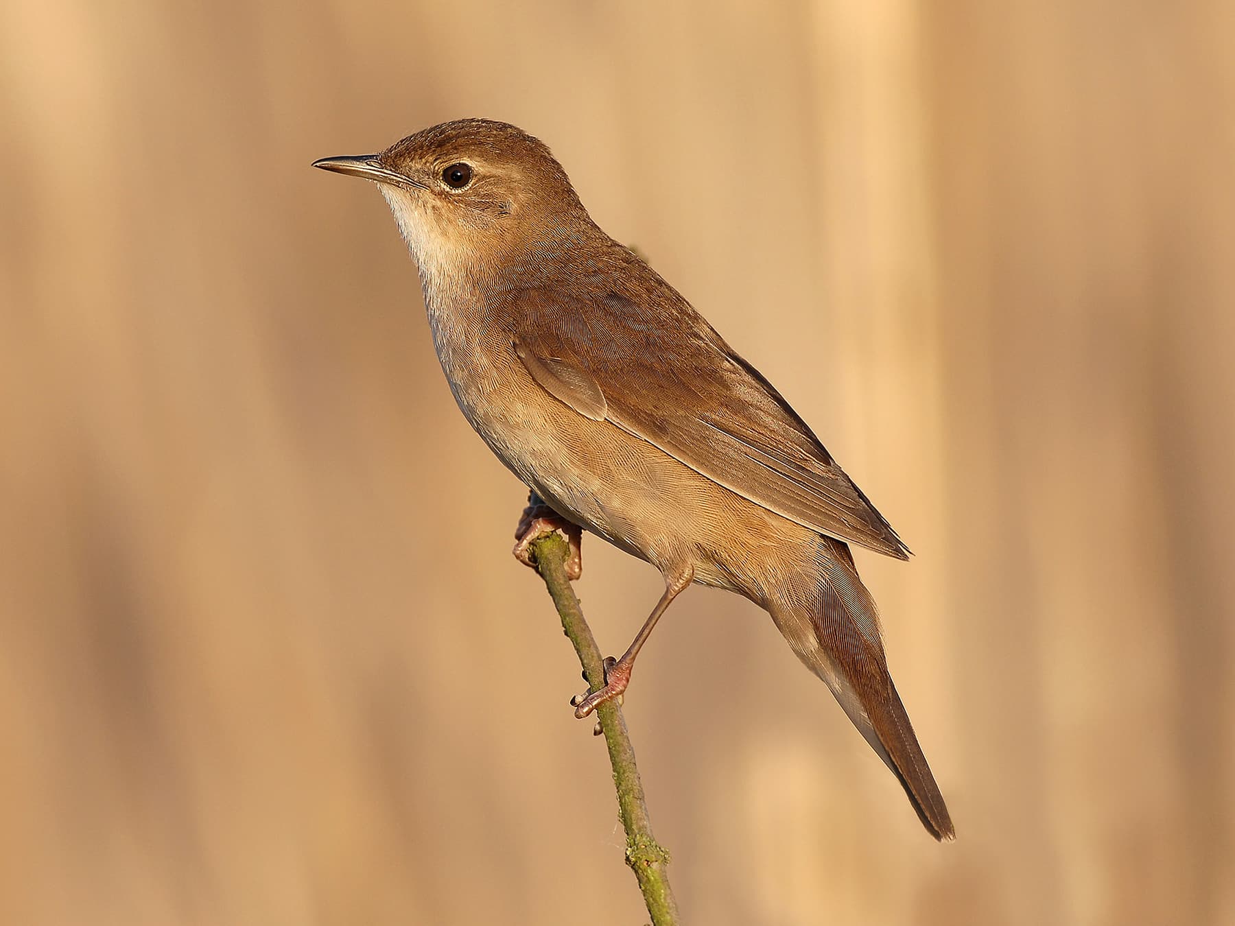 Grasshopper Warblers