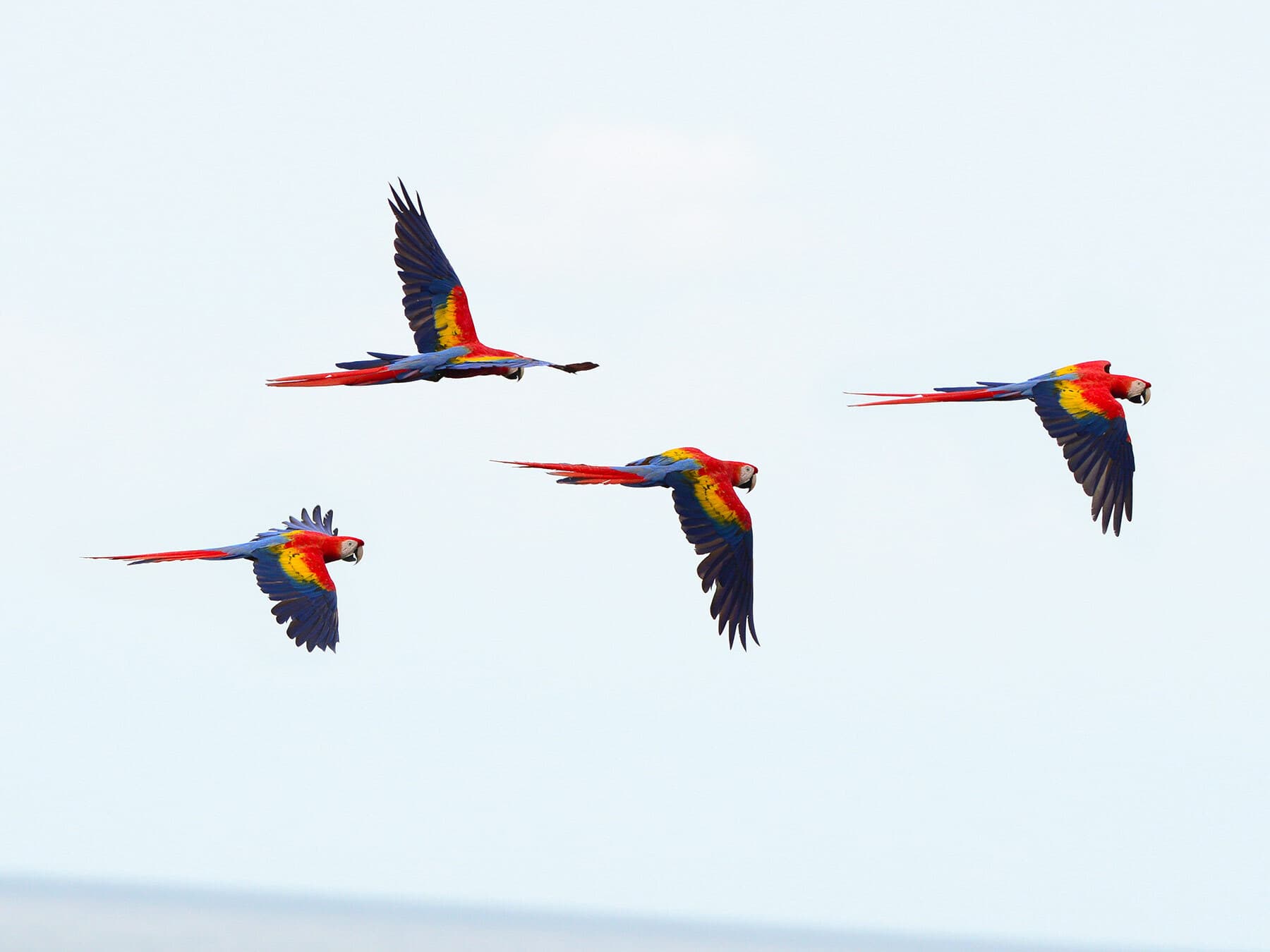 Scarlet macaw group in flight