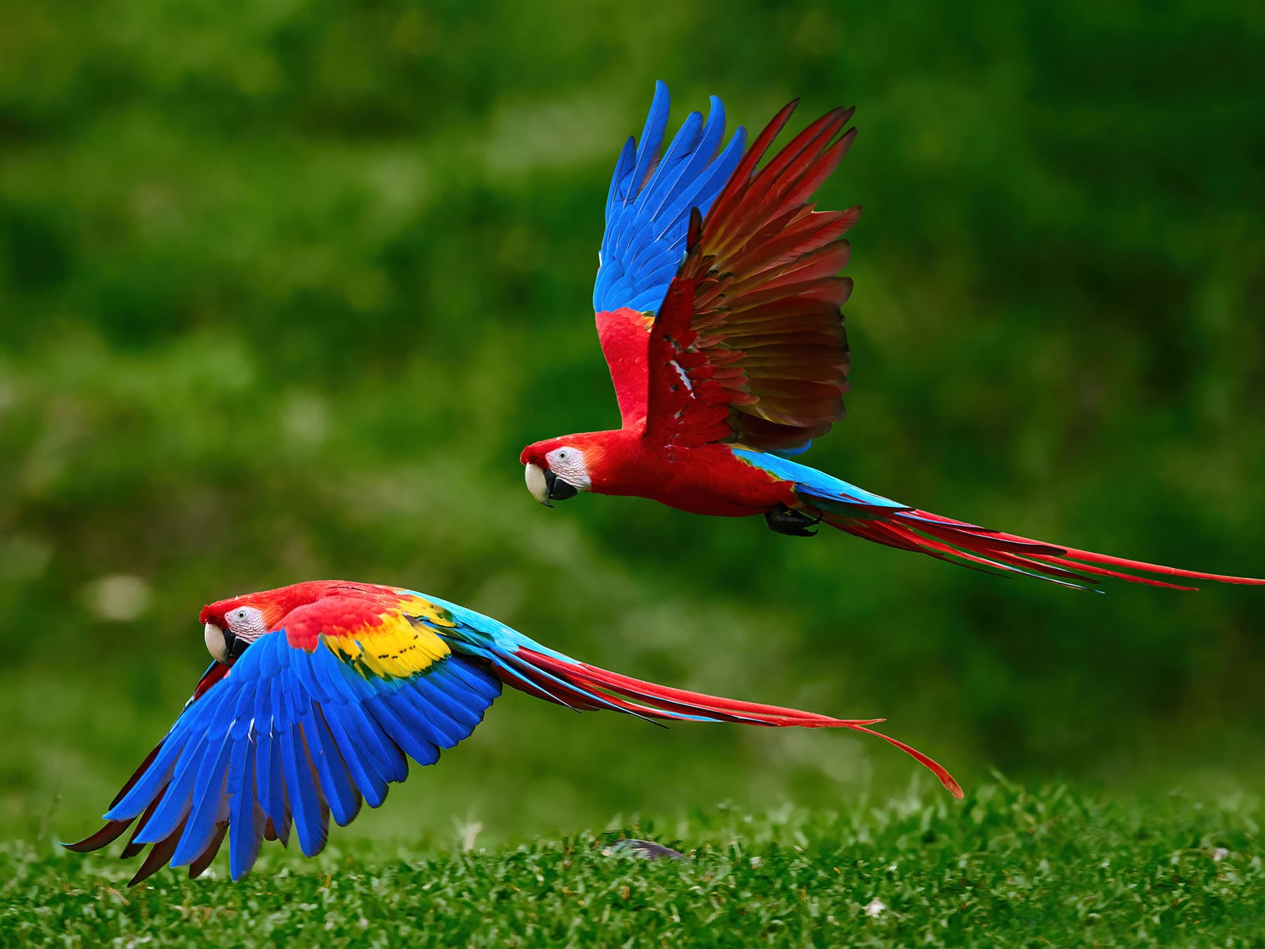 Scarlet macaws in flight