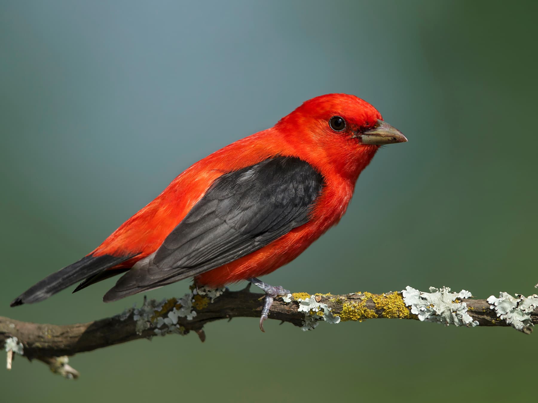 Scarlet tanager in breeding season