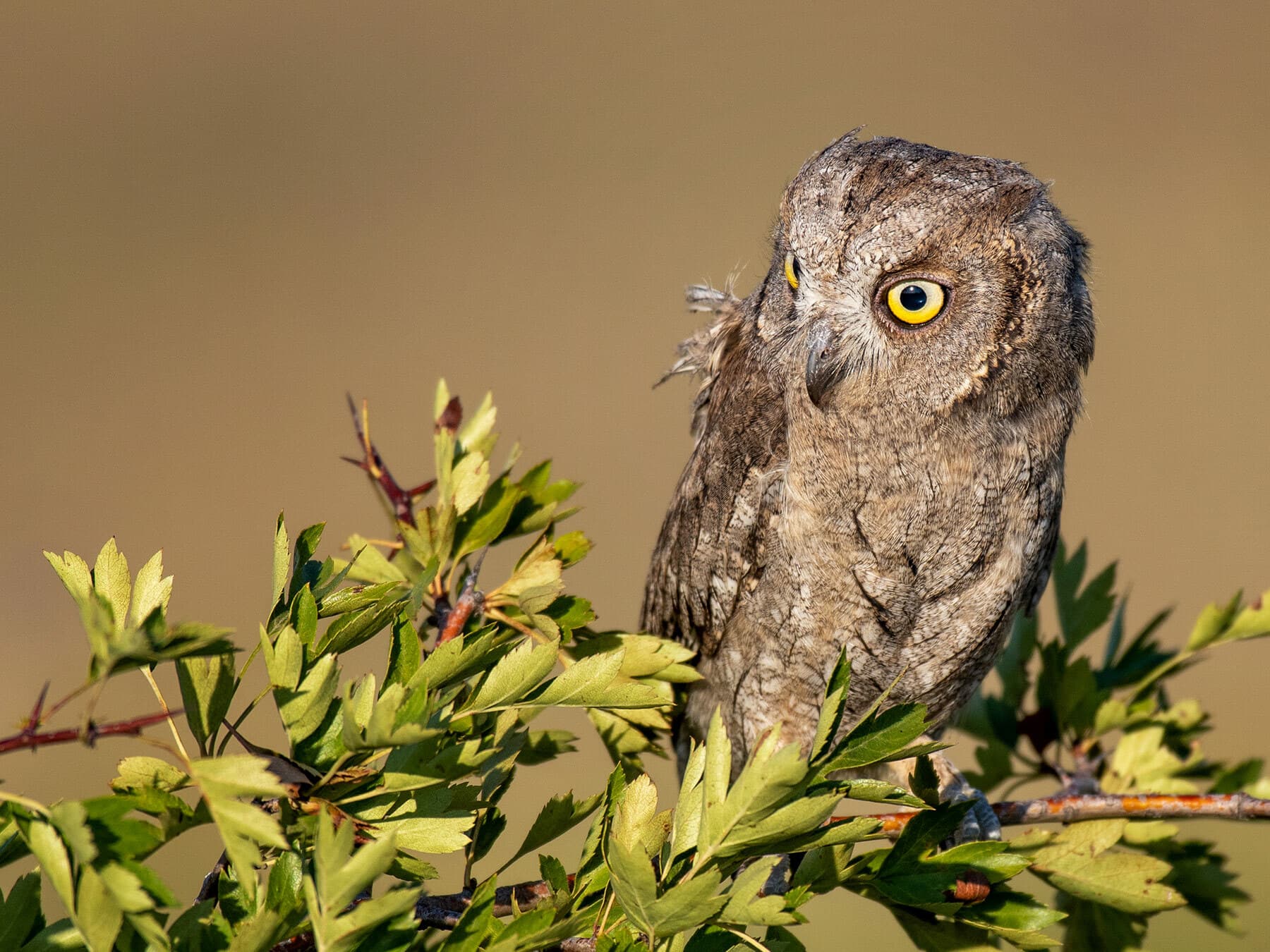 Scops Owl
