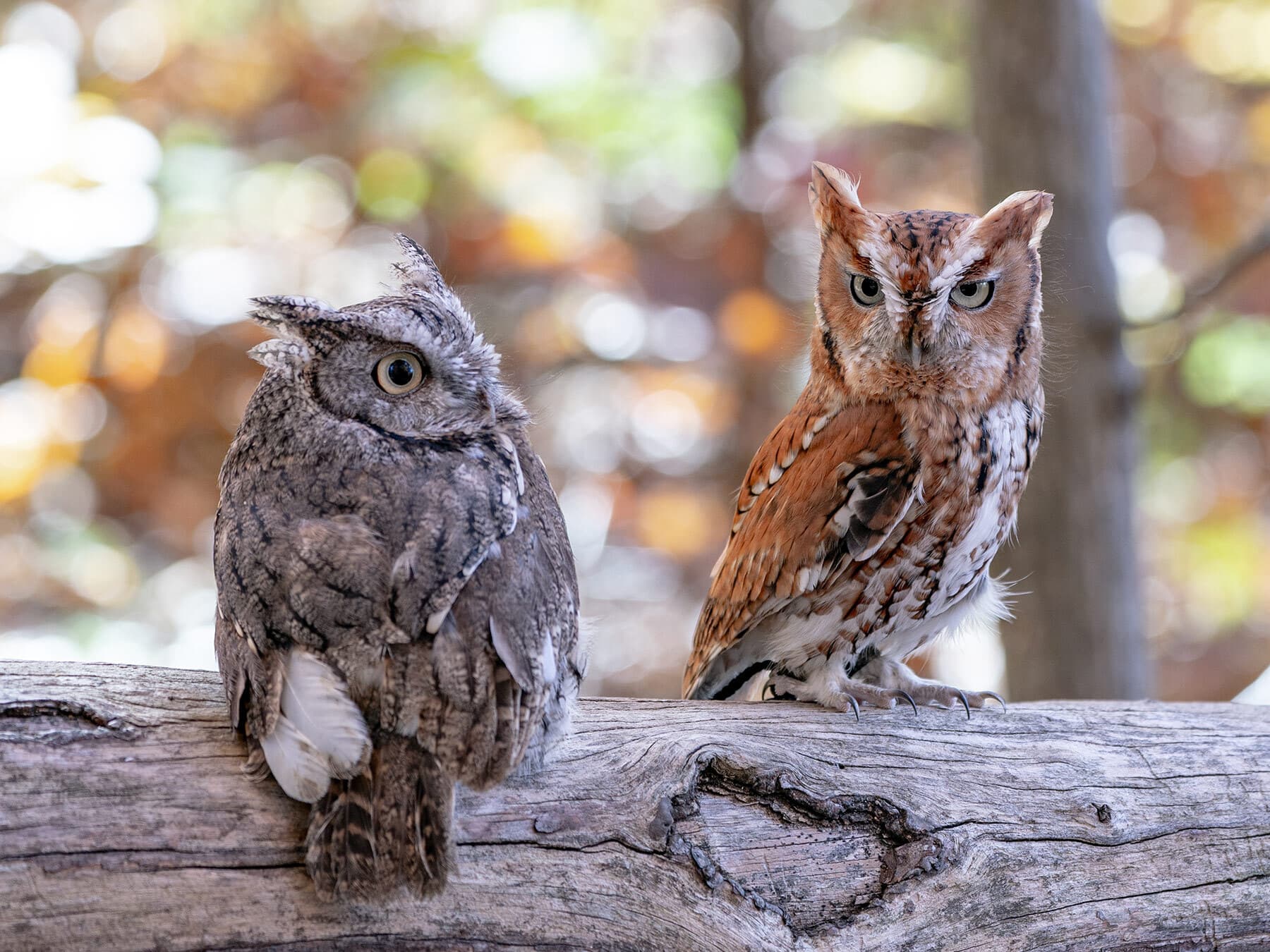 Screech owl pair