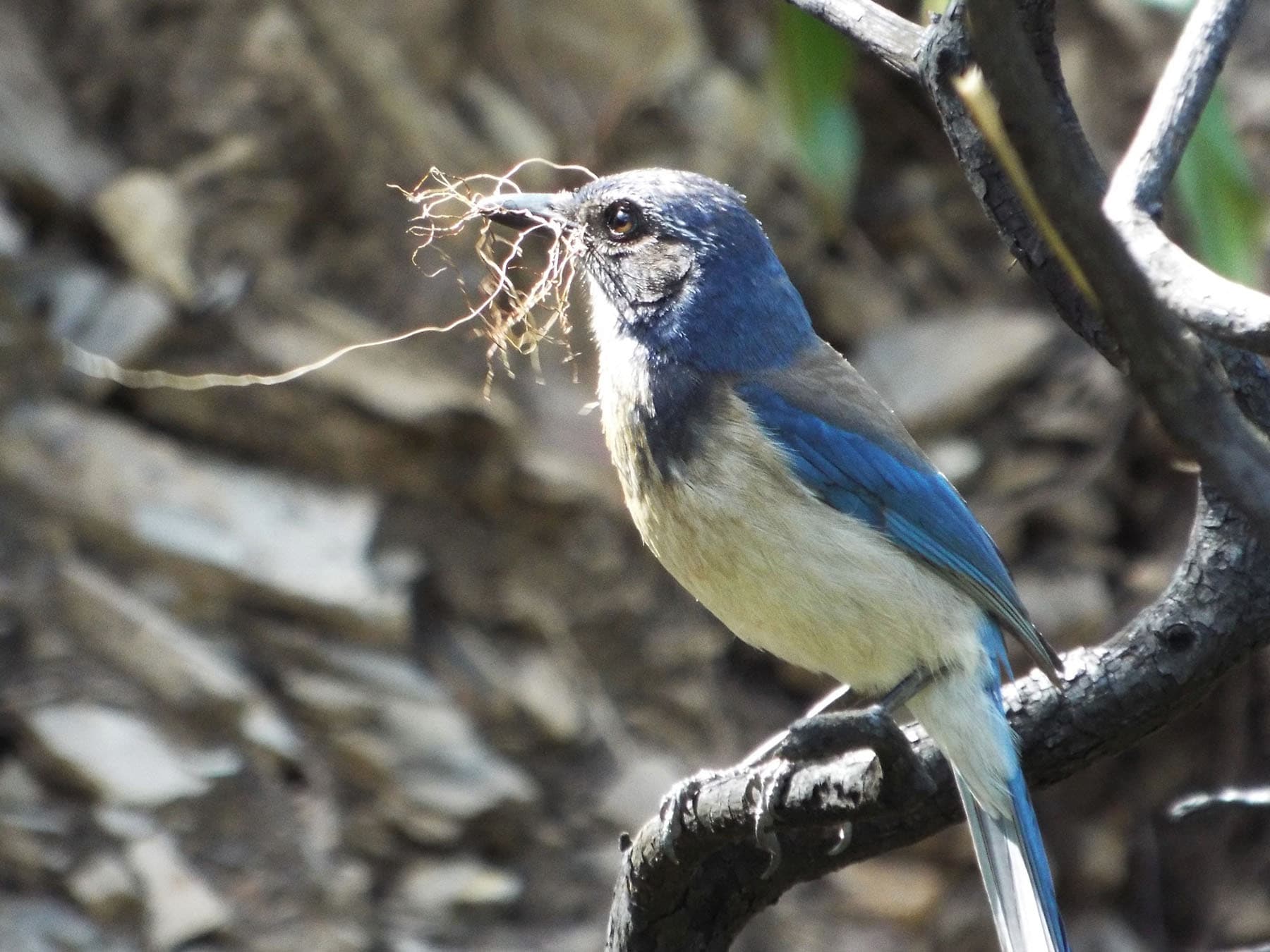 Scrub jay building nest