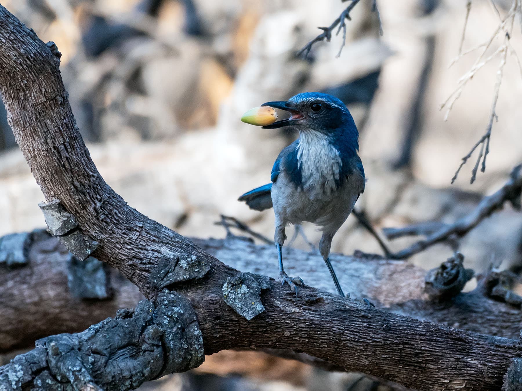 Scrub jay diet